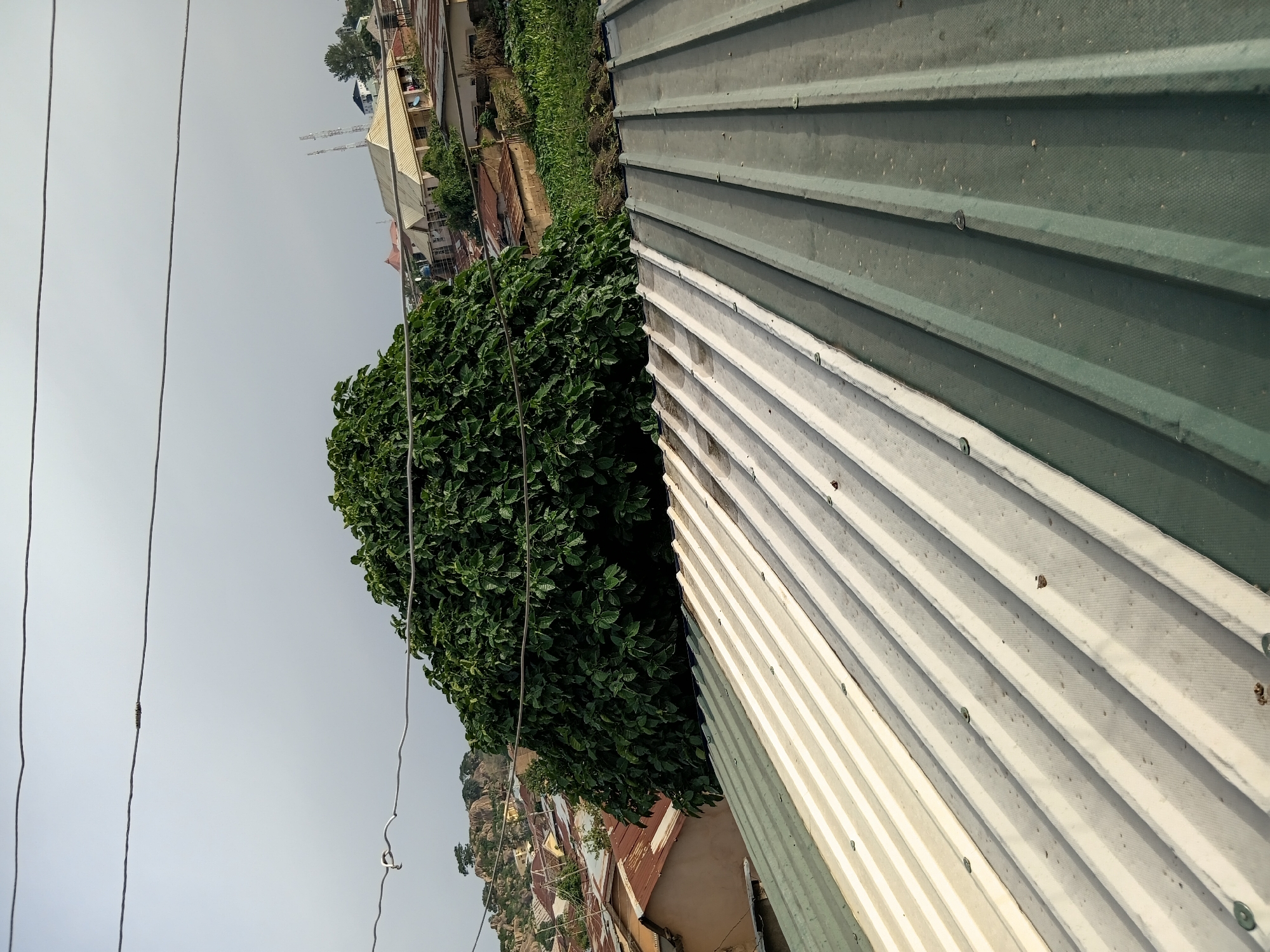 The image captures a view of a residential area with a focus on rooftops and a large tree. In the foreground, two corrugated metal roofs are visible, one light-colored and the other dark green, running diagonally across the frame. Several screws are used to secure the metal sheeting. Behind the roofs, a dense, leafy green tree dominates the middle ground, its branches extending upwards. Beyond the tree, a cluster of buildings with various roofing materials, including corrugated metal and what appears to be tile, are spread across a sloping terrain. Some of these buildings have multiple stories. In the distance, the landscape rises, featuring rocky outcrops and more scattered buildings. Power lines are strung across the top of the image, disappearing into the overcast sky. The overall scene suggests an urban or semi-urban environment with a mix of housing and natural elements.