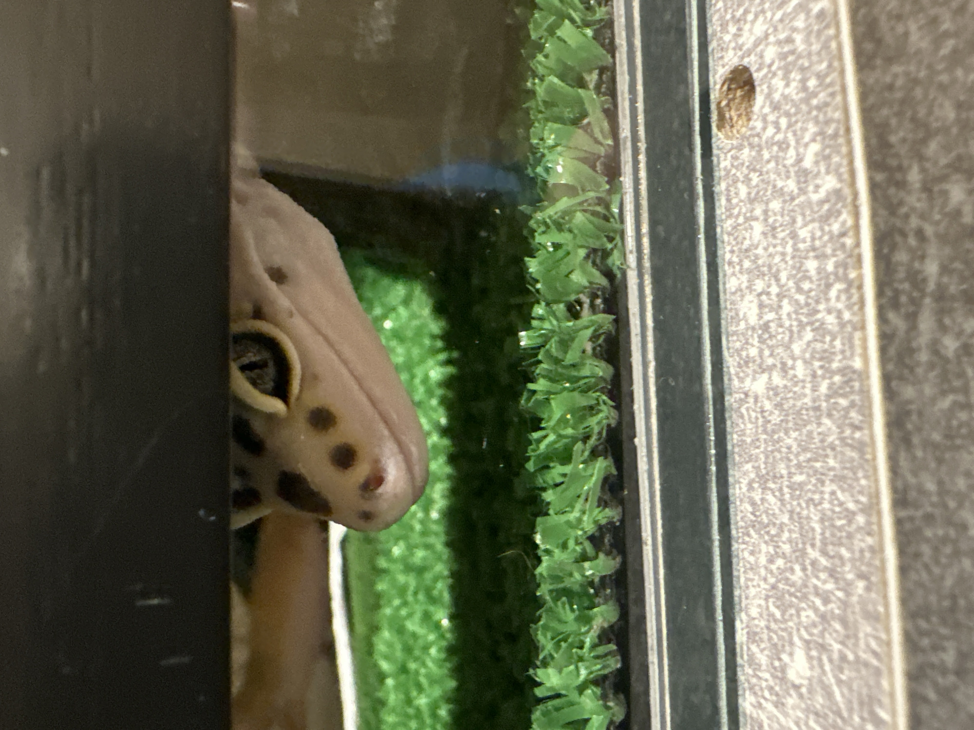 The image displays a close-up, eye-level perspective of a leopard gecko (Eublepharis macularius) partially visible within an enclosure. The gecko's head and upper body, characterized by a light cream or beige coloration with distinct dark brown spots, emerge from beneath a dark, opaque horizontal barrier positioned at the top of the frame. The gecko's right eye, with its distinctive vertical slit pupil, is clearly visible and appears to be looking forward and slightly upward. The substrate within the enclosure consists of artificial green turf, which is visible in front of the gecko and extends into the background. A thin, dark horizontal strip, likely part of the enclosure's framing, separates the turf from a textured, light brown or beige panel that forms the lower portion of the foreground. This lower panel features a small, circular indentation on its right side. A transparent barrier, such as glass or acrylic, is partially visible to the right of the gecko's head. The precise location within Moscow, Russia, cannot be determined from the visual information provided.