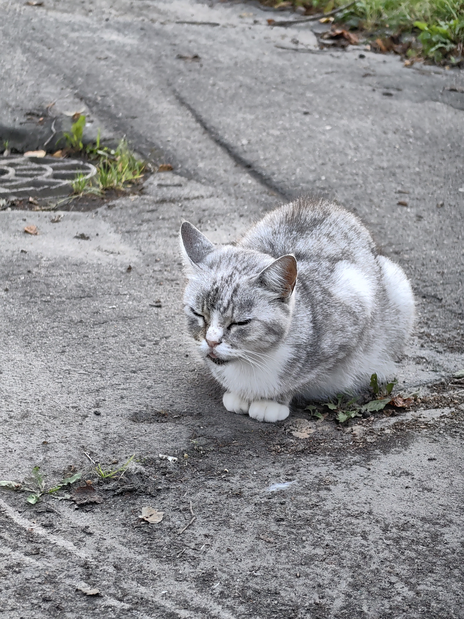 A light gray and white tabby cat is resting on a cracked asphalt surface. The cat is curled up with its eyes closed and its tongue slightly sticking out. Its fur has a distinctive striped pattern. The environment appears to be outdoors, possibly a street or sidewalk, with some sparse vegetation and fallen leaves visible. In the background, a metal grate set into the pavement can be seen. The overall scene suggests a quiet, everyday moment in an urban setting. The specific location in the city of Myadzyel, Belarus is not discernible from the visual information alone, but the context implies a European locale given the name of the city.