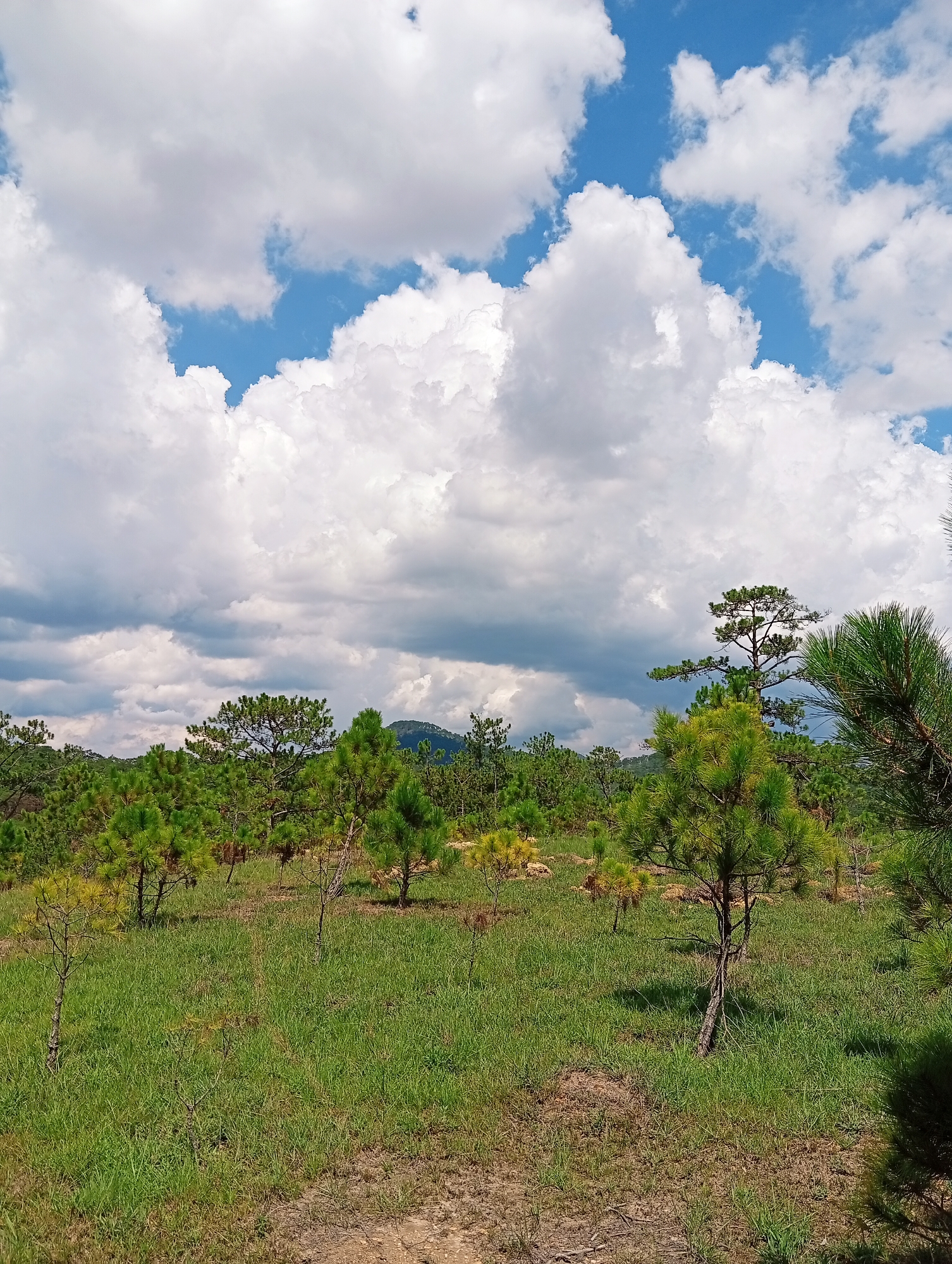 The image depicts a landscape in the Lam Vien plateau, near Da Lat, Vietnam. The foreground consists of a grassy field dotted with young pine trees. The ground is partially exposed, showing patches of dirt and dry grass. In the middle ground, there's a denser area of pine trees and other vegetation, forming a natural boundary. In the background, a distant mountain is visible on the horizon. The sky is filled with white cumulus clouds against a blue sky. No people are visible in the scene.