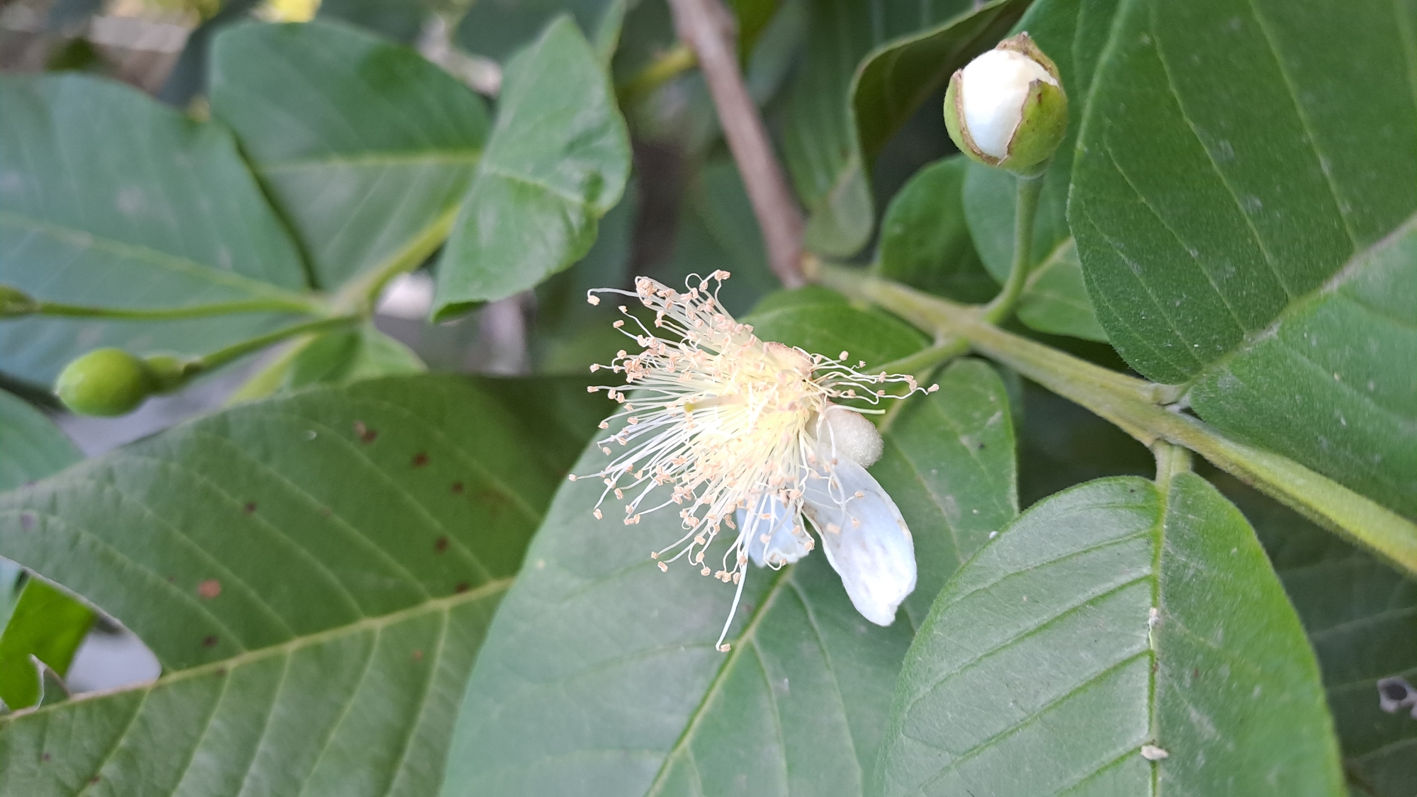 A close-up photograph captures a guava flower and its developing buds, set against a backdrop of large, green guava leaves. The flower, predominantly white with delicate, thread-like stamens tipped in a light brown, is in full bloom. To the right of the flower, a small, green guava bud is visible, enclosed in sepals, with another, larger bud just above it. The leaves exhibit a distinct veined pattern and a slightly dusty texture. The scene appears to be an outdoor setting, possibly a garden or a natural environment, with soft lighting that suggests it was taken during the day. The image focuses on the botanical details of the guava plant, highlighting its reproductive structures.