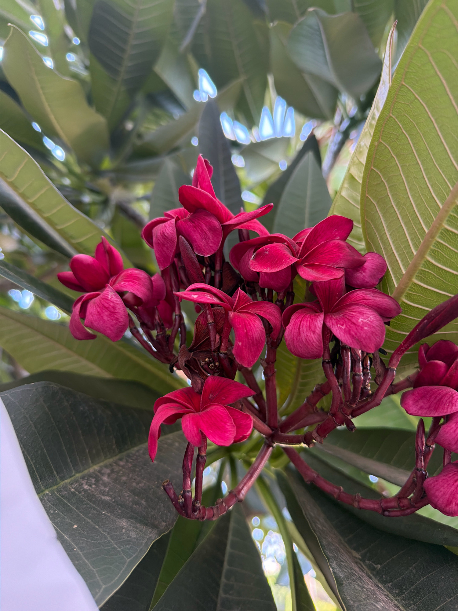 A close-up shot shows a cluster of deep pink frangipani flowers against a backdrop of lush green leaves. The flowers have five petals each, with a slightly waxy texture and delicate veins. The stems and branches are a dark reddish-brown, and some dried brown leaves are also visible. The lighting suggests an outdoor setting, possibly a garden or park, with dappled sunlight filtering through the foliage, creating bright, blurry highlights. There are no people or animals in the image. The scene is consistent with a decorative plant found in gardens in Karmiel, Israel, a city known for its green spaces and floral displays.