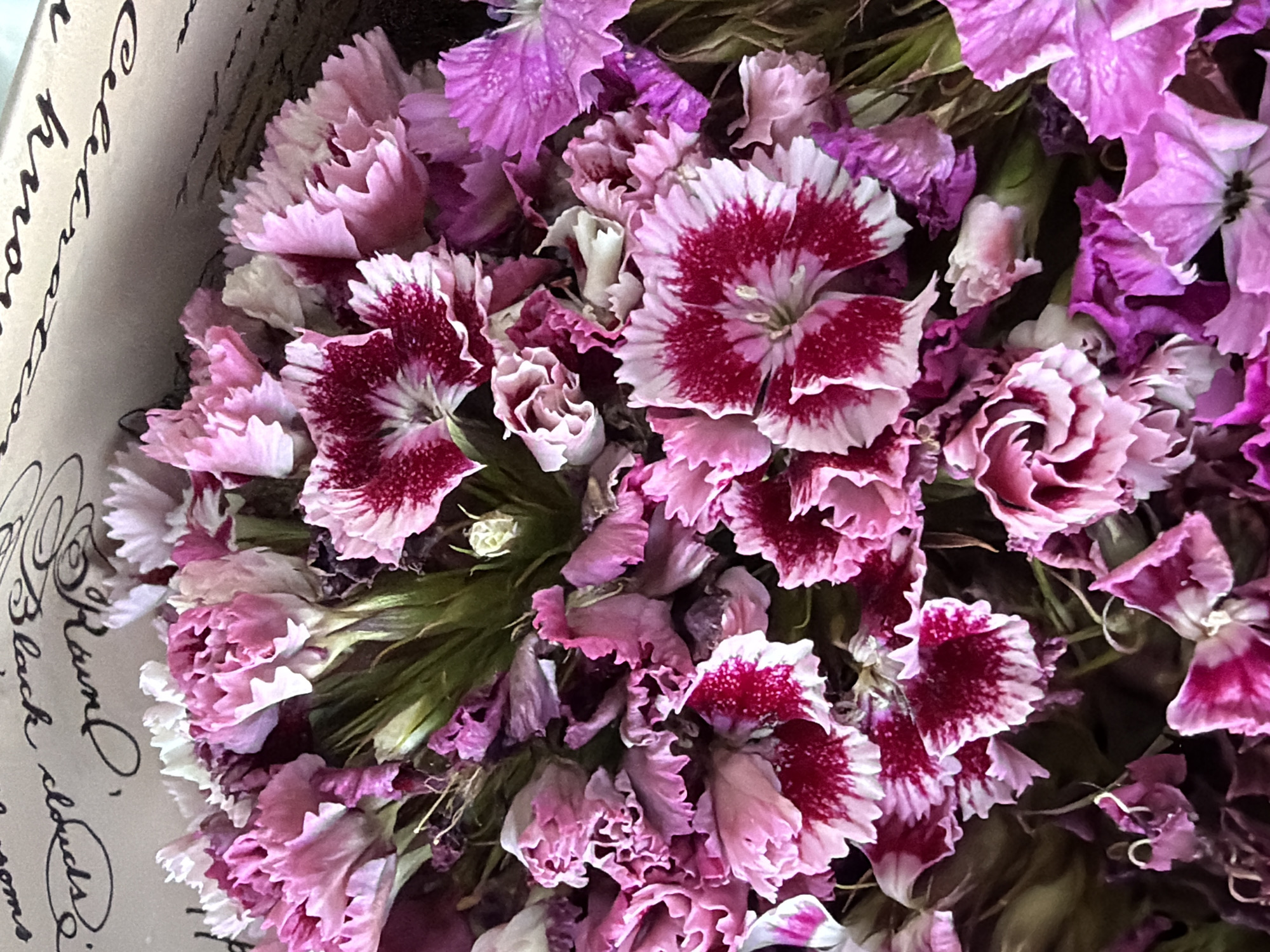 The image shows a close-up, overhead view of a bouquet of dried flowers, predominantly in shades of pink and magenta. The flowers have delicate, ruffled petals and some are darker at the center with lighter edges. They are tightly clustered together, with visible green stems and some brown, dried foliage. In the background, a piece of paper with handwritten text in cursive script is visible. The text appears to be in English and contains words like "blossoms," "clouds," and "celebrated." There are no people or specific landmarks visible that would indicate a location within the city of Kyiv, Ukraine. The overall scene suggests a still life arrangement, possibly indoors.