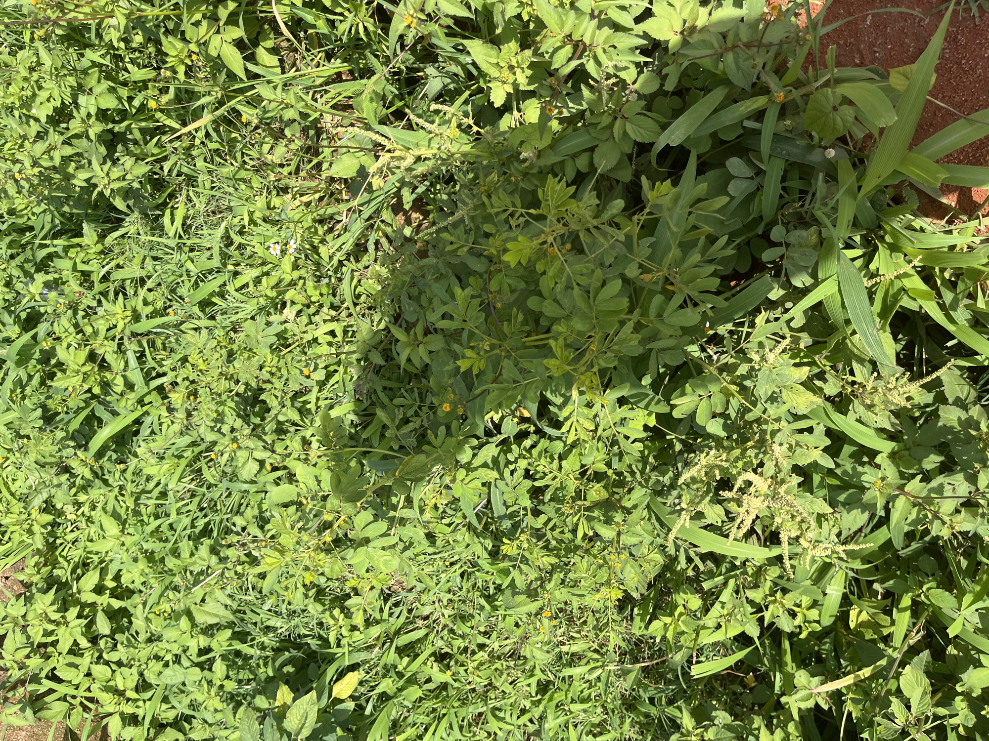 The image is a close-up, overhead view of a dense patch of green vegetation, likely a weed-infested area. The vegetation consists of various types of plants, including broad-leaved plants and grasses, with some small yellow flowers scattered throughout. A prominent shadow falls across the center of the vegetation, suggesting the presence of an object or structure not visible in the frame, casting the shadow. The ground beneath the vegetation is not clearly visible, but hints of reddish-brown soil are present at the edges of the image, particularly on the right side. The overall impression is one of untamed growth in an outdoor setting. The image does not depict any people, animals, or discernible human activity. The location is specified as being in Bukuru, Nigeria.