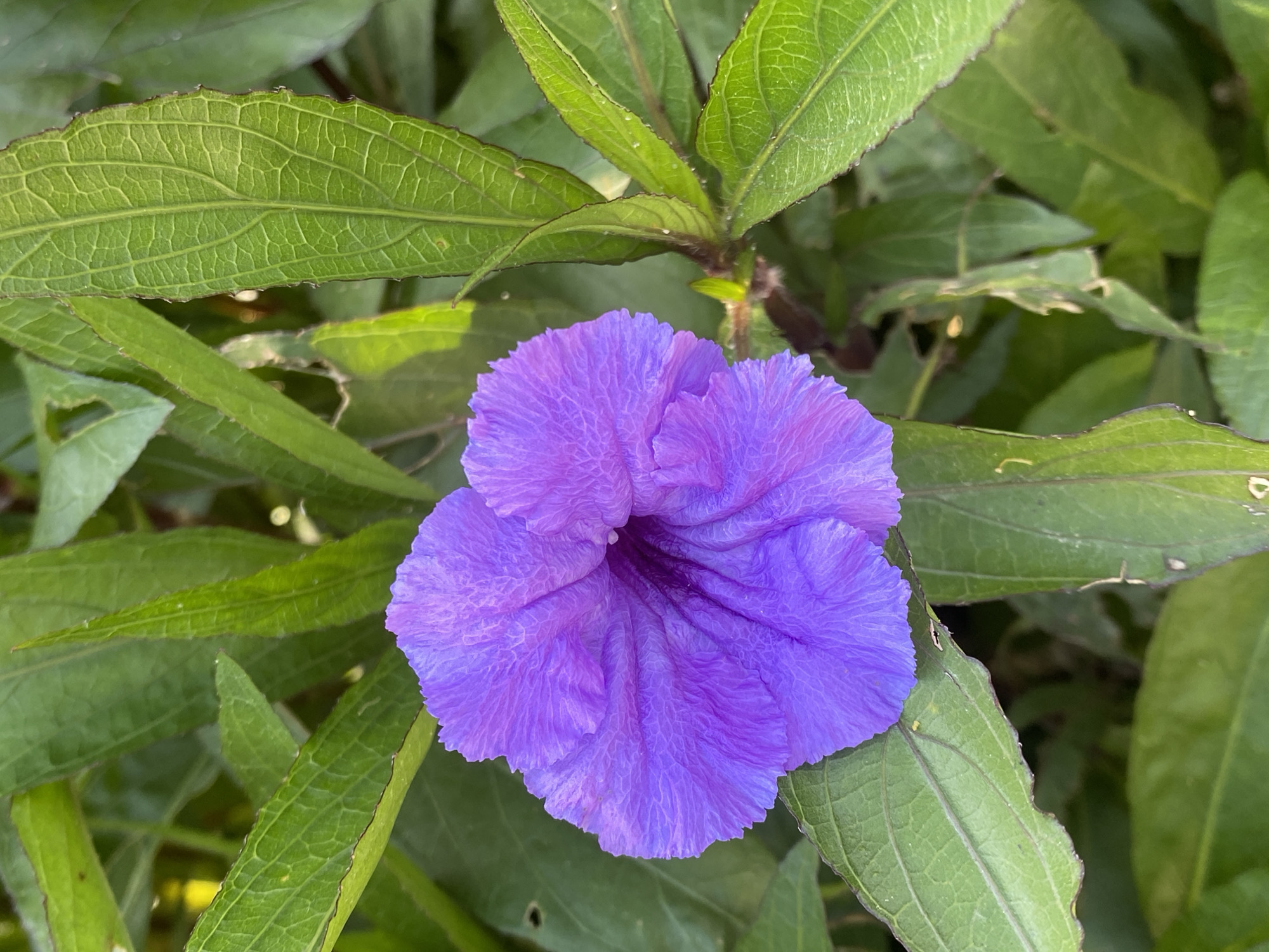 The image depicts a vibrant purple flower surrounded by green leaves. The flower, possibly a Ruellia simplex or a similar species, exhibits a complex petal structure with textured surfaces. The leaves are elongated, with distinct veins and slightly serrated edges. The presence of this flower suggests a tropical or subtropical environment, and Alanya, Turkey, fits this description due to its Mediterranean climate. The close-up nature of the photograph does not allow for a wider context or the identification of specific structures within Alanya. The lighting appears to be natural, possibly taken during the day. The image focuses on the floral and foliar features, offering no information regarding people, objects, actions, or interactions. The environmental context is limited to the plant life, with no additional environmental details discernable beyond the implication of a suitable climate for this type of plant.