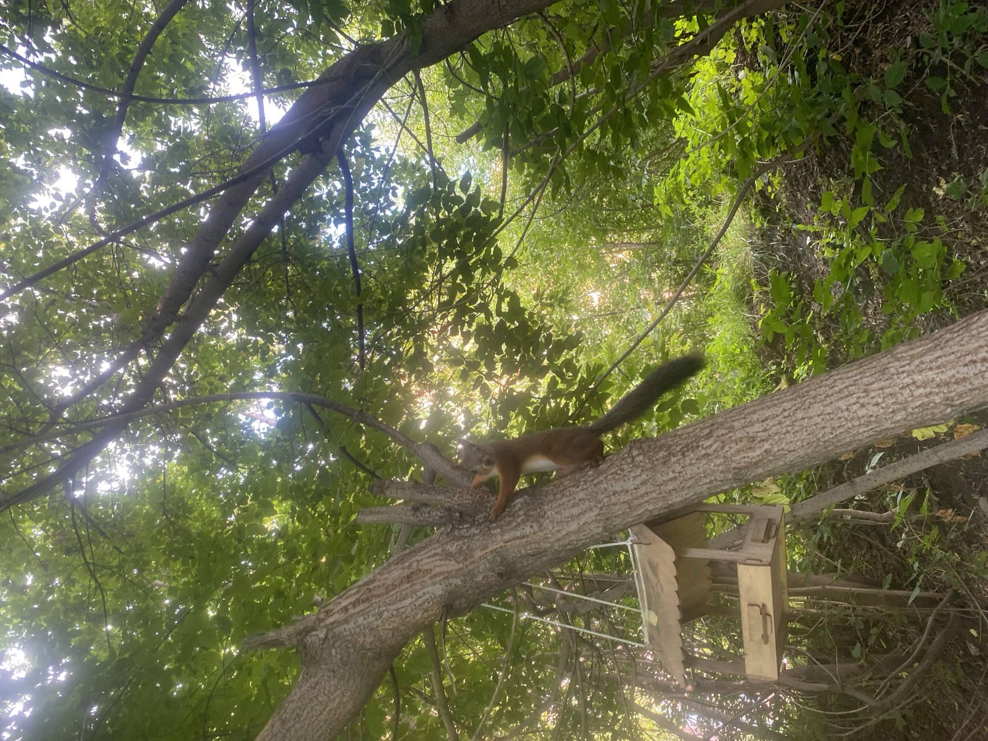 A red squirrel is perched on the trunk of a tree in a wooded area, with a bird feeder hanging from a nearby branch. The squirrel's body is oriented vertically, facing upwards, and it is gripping the bark with its front paws. Its tail is long and bushy, extending downwards behind it. The bird feeder is made of wood and has a pitched roof. The background consists of lush green foliage and trees, with sunlight filtering through the leaves. The scene appears to be a park or natural area, possibly in the city of Novosibirsk, Russia, given the presence of a squirrel and typical urban park flora.