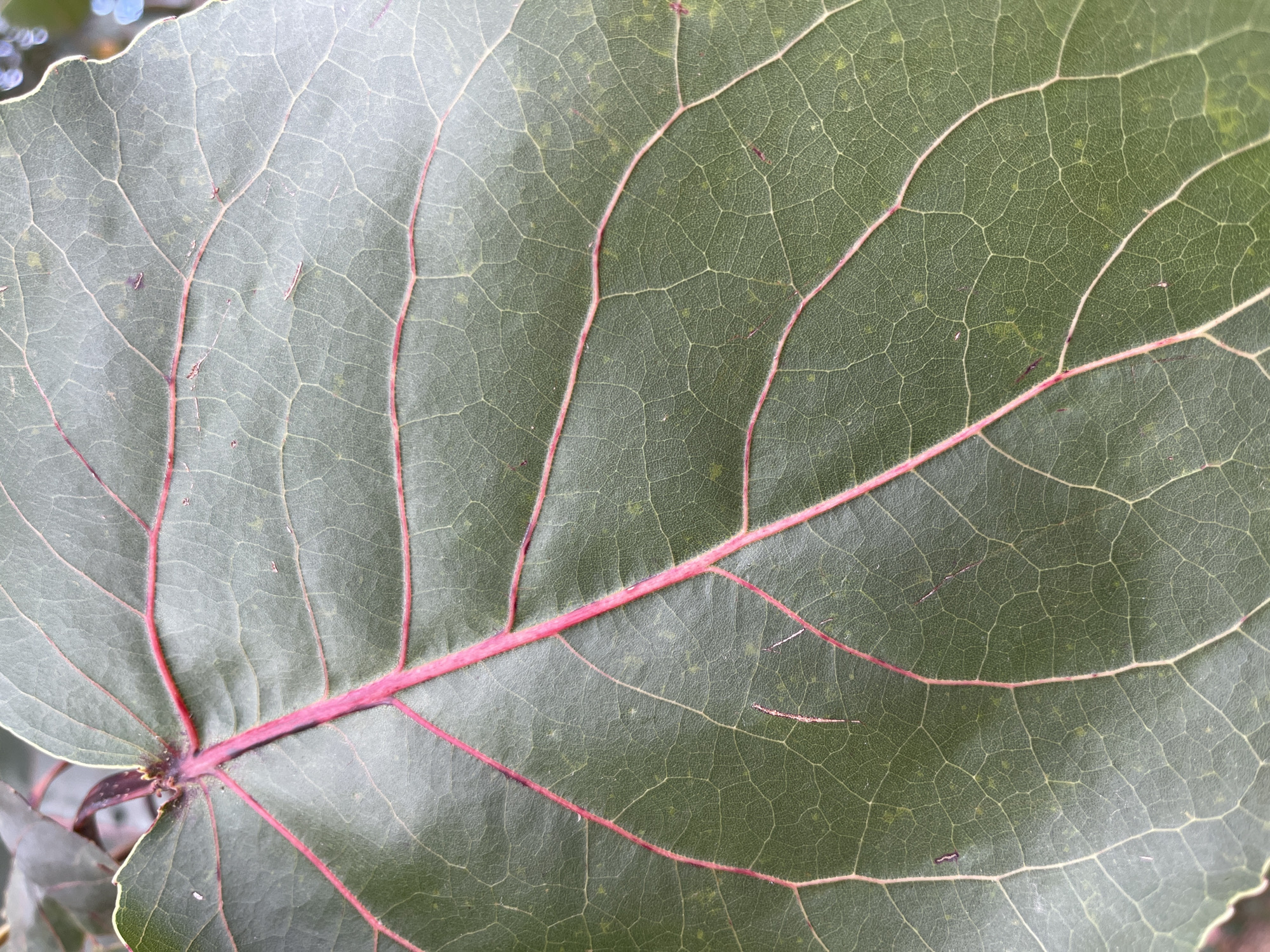 This media file is a close-up, high-angle shot of a large, green leaf with prominent red veins. The leaf surface shows a detailed network of venation, with a central, thicker vein running horizontally across the frame and branching out into smaller, intricate patterns. The texture of the leaf appears slightly rough, with some minor imperfections or blemishes visible. In the background, out-of-focus elements suggest an outdoor setting, possibly foliage or sky, with hints of blue and green. The lighting appears natural, suggesting daytime. There is no text visible in the image. The image focuses entirely on the botanical details of the leaf, highlighting its natural patterns and structure.