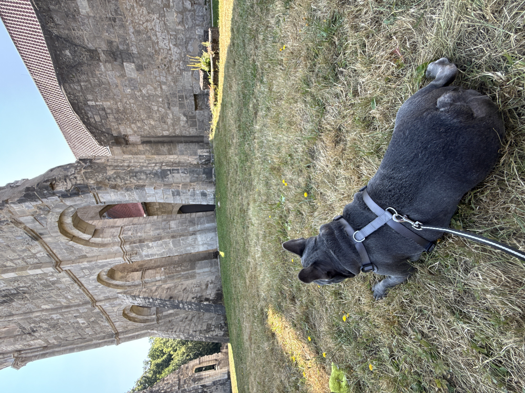 A dark gray French bulldog with a light gray harness and a black and white leash lies on dry, grassy ground in front of ancient stone ruins under a clear blue sky. The dog is facing away from the camera, looking towards the ruins. To the left of the dog, a bright yellow-green object rests on the grass. In the background, the stone structures of what appears to be an old church or abbey are visible, characterized by arched doorways and weathered stonework. Part of a red-tiled roof is visible on the right side of the ruins. The ground is uneven, with patches of dry grass and scattered yellow wildflowers. A shadow from the ruins stretches across the grass in the foreground. The overall scene suggests a historical location in Walkenried, Germany, specifically the ruins of the Walkenried Abbey.