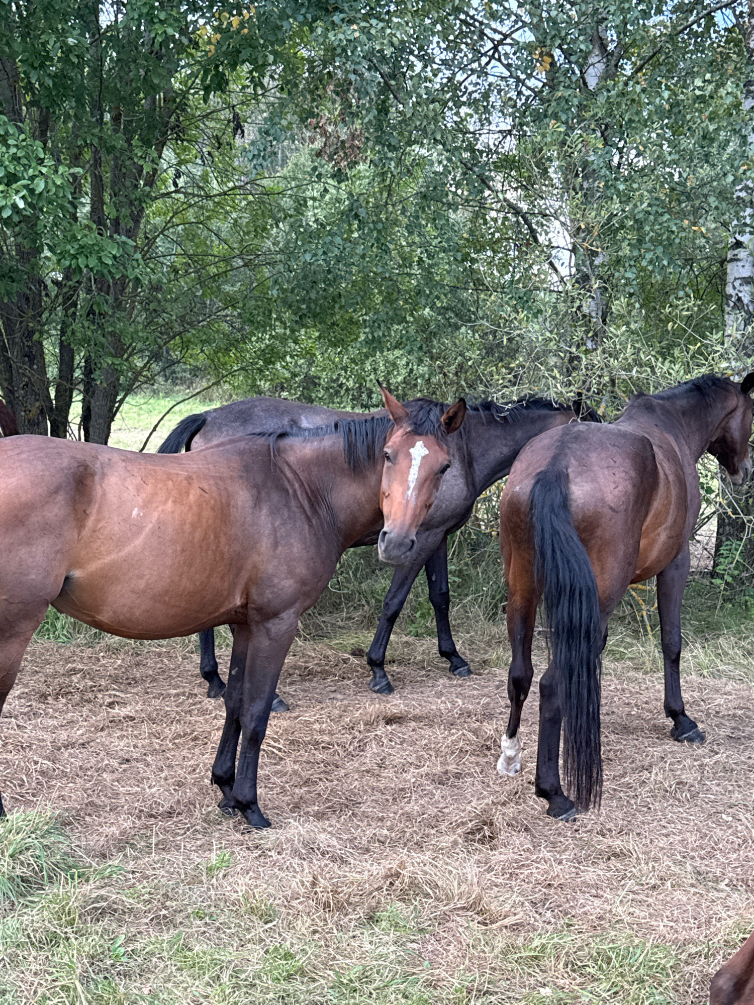 In Galinė, Lithuania, four horses stand in a dry, grassy field. The horses are of various brown and dark brown hues. One horse in the foreground, with a lighter brown coat, is positioned facing left. Behind it, a dark brown horse is seen from the rear, with its tail hanging low. To the left and further back, two more horses are visible, one with a lighter brown head and a white blaze on its face, and another darker horse partially obscured. The background consists of lush green trees and foliage, suggesting an outdoor, possibly rural or park-like setting. The ground is covered with a mix of dry grass and straw.