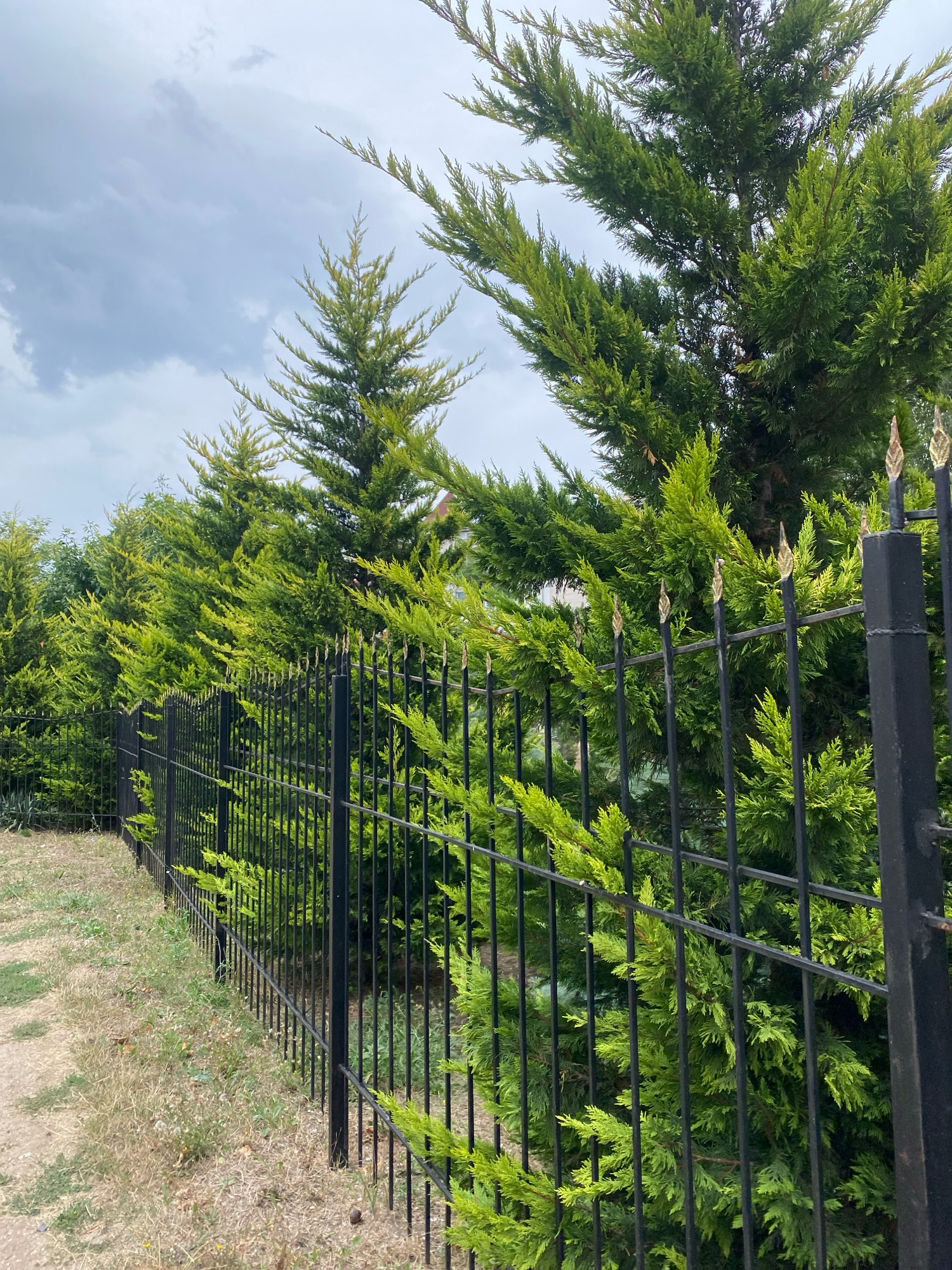 A black metal fence with decorative gold finials runs along the right side of the image, bordering a line of evergreen trees. The trees are lush and green, with a feathery texture. The fence is casting a shadow on the dry, grassy ground to its left. In the background, the sky is overcast with gray clouds. The scene appears to be in a residential area of Chornomorsk, Ukraine, likely a private yard or boundary.