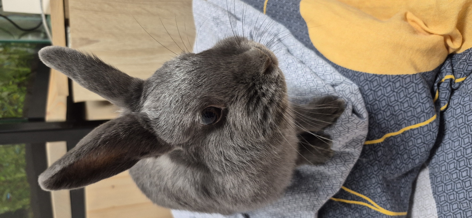 A close-up, eye-level shot features a small, grey rabbit sitting on a patterned blanket. The rabbit is facing to the right, with its ears perked up. Its fur is short and appears soft. The blanket has a geometric pattern of grey diamonds and yellow stripes. In the background, out of focus, are wooden shelves and a hint of greenery, possibly from a plant or aquarium. The lighting is soft, and the overall impression is one of domestic tranquility. There is no indication of the image being located in Ussurijsk, Russia.