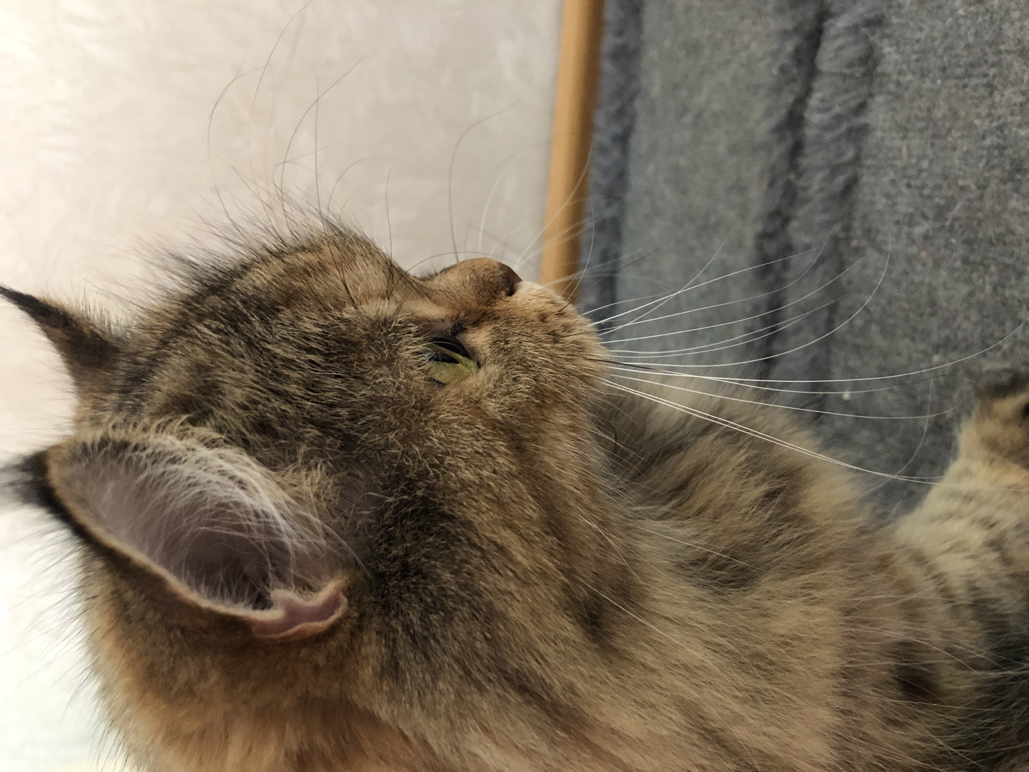 A close-up, profile view shows a long-haired tabby cat with green eyes and prominent white whiskers. The cat's fur is a mixture of brown and black stripes. The cat is looking to the right of the frame, with its face and upper body filling most of the image. The background consists of a textured off-white wall and a grey textured surface, possibly a carpet or upholstered furniture, with a thin wooden rod running horizontally across the mid-ground. The image is not set in a city.