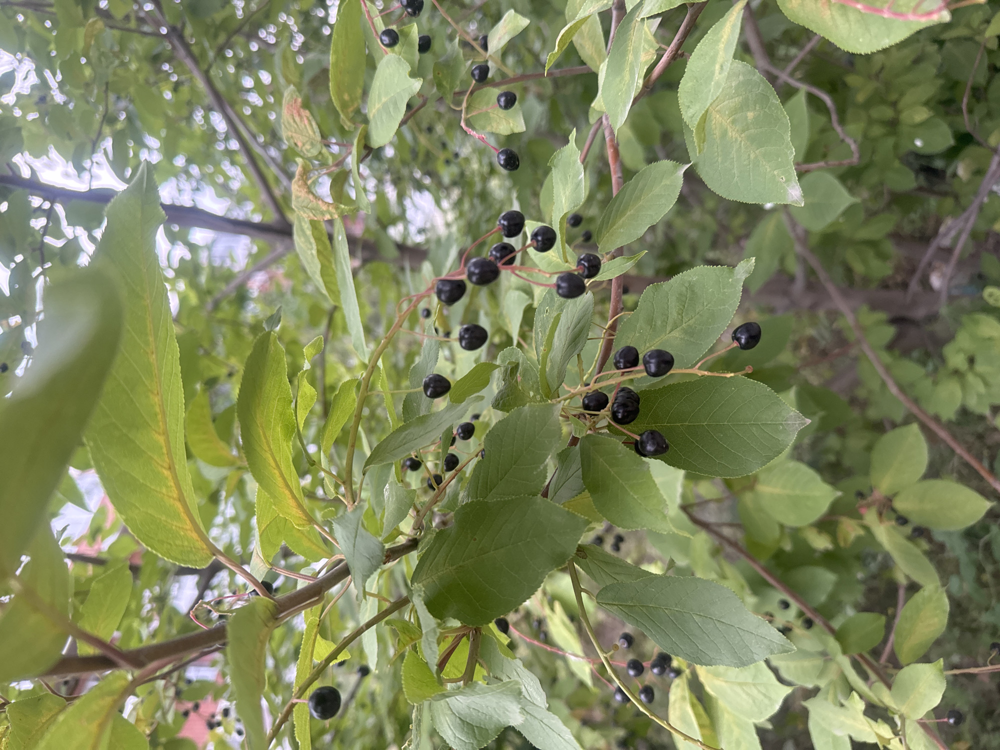 The image shows a close-up of a tree branch with green leaves and clusters of small, dark berries. The berries appear to be round and are attached to thin stems. The leaves are oval-shaped with serrated edges and some show signs of yellowing. The background is blurred, showing more foliage and hints of distant structures, possibly buildings. The overall scene suggests an outdoor setting, likely a park or garden area. The location is specified as Markova, Russia.