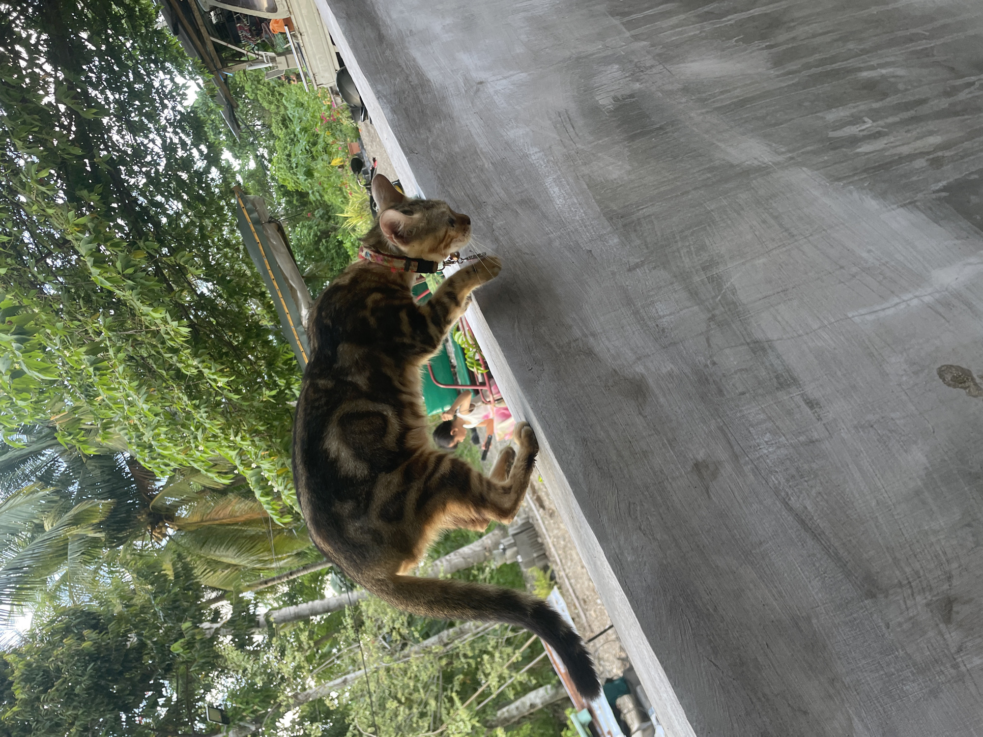 A medium shot depicts a brown-and-black tabby cat, sporting a colorful patterned collar, clinging to a gray concrete wall. The cat's front paws are extended, and its hind paws are on the wall, indicating an attempt to climb. A tail is visible. Outside the wall, dense green foliage, including trees and smaller plants, are present, suggesting a tropical or subtropical environment. Sunlight filters through the leaves, creating a dappled effect. In the background, a person is visible near a green object. The location is Hijo, Philippines.