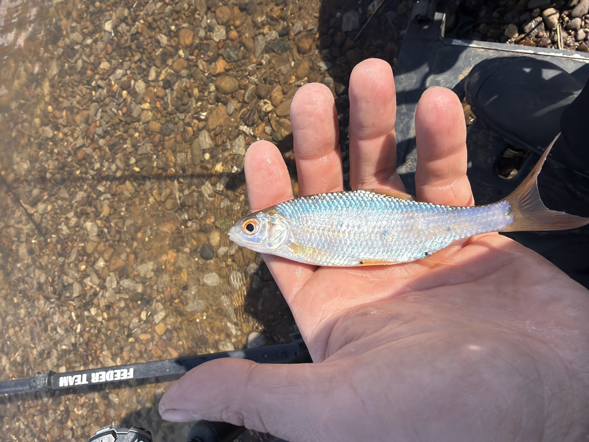 A close-up outdoor shot captures a person's hand holding a small, silvery fish above shallow, clear water. The fish, approximately palm-sized, has bright silver scales, reddish-orange fins, and a prominent orange eye with a dark pupil. The person's left hand cradles the fish, with fingers spread across its body.
The setting appears to be a river or stream, with a bed of various-sized pebbles and stones clearly visible through the transparent water beneath the fish. Bright sunlight illuminates the scene, casting reflections on the fish's scales and creating distinct shadows on the water's surface and the hand.
In the lower left quadrant, partially submerged in the water, is a black fishing rod. The words "FEEDER TEAM" are visible in white text on the rod, albeit upside down in the main image. Further in the background, to the right, a dark object, possibly part of a boot or fishing equipment, is partially visible near the water's edge.
The activity depicted is likely recreational fishing, with the person displaying their catch. The bright lighting suggests it is daytime, under clear weather conditions. The scene is set in Chaikovsky, Russia.
