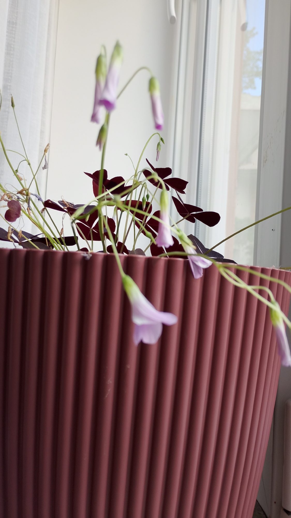 A close-up, indoor photograph shows a potted plant with deep purple, clover-like leaves and delicate, pale purple, bell-shaped flowers. The plant is in a ribbed, pinkish-red planter. The background is a window with sheer white curtains and a glimpse of blue sky and trees outside. The setting appears to be domestic, possibly a windowsill in an apartment. There is no indication of the city of Smolyan, Bulgaria.