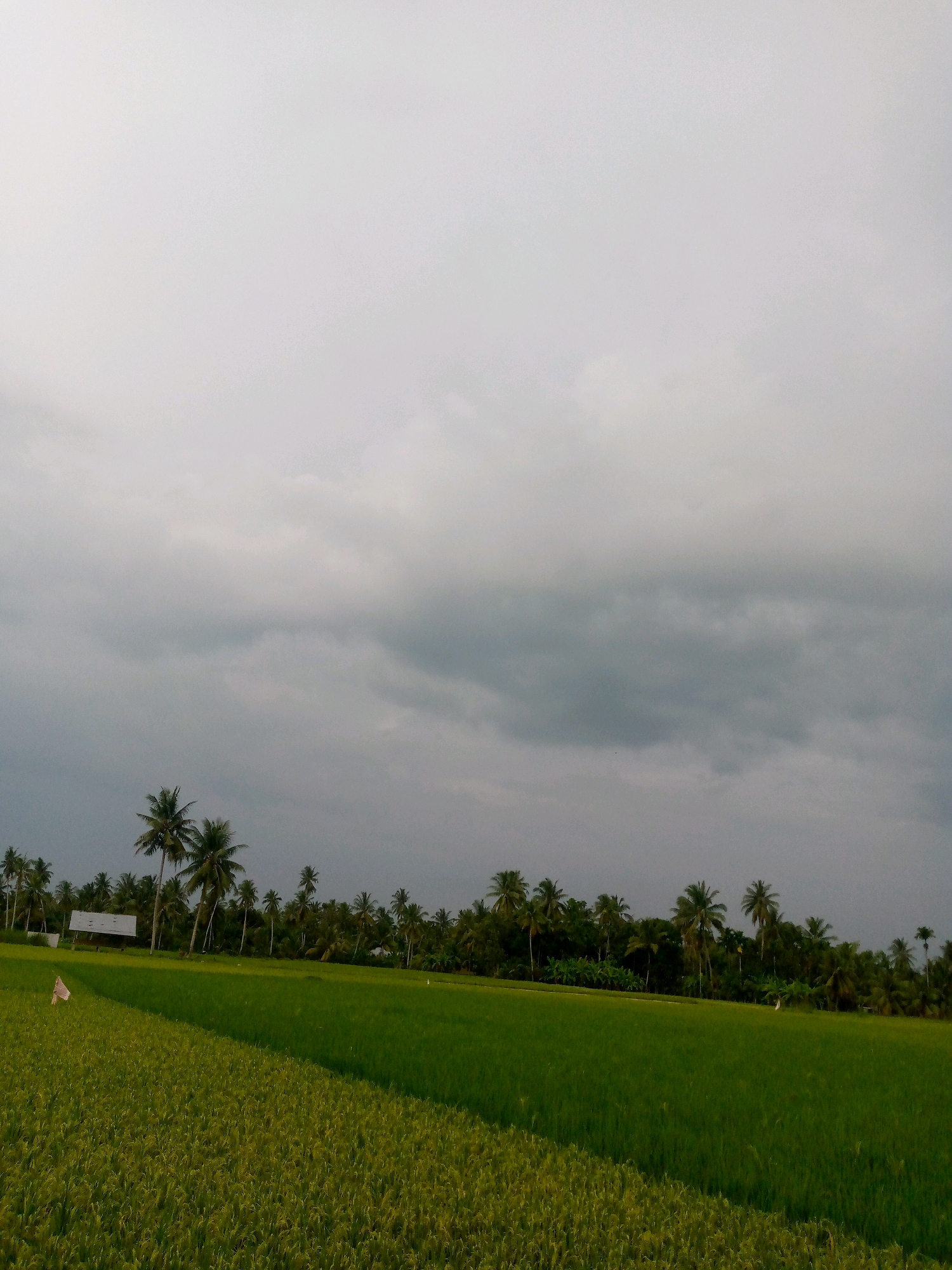 This is a wide-angle, medium shot of a lush green rice paddy field in Kutaglumpang, Indonesia. The sky above is filled with heavy, grey clouds, suggesting impending rain. The field is divided into two sections by a diagonal line, with the foreground appearing golden-yellow and the mid-ground a vibrant green. A small, pale pink flag on a stick stands in the foreground of the field. In the background, a dense line of palm trees and other vegetation separates the field from what appears to be a small building with a white roof. The overall impression is one of natural beauty and agricultural activity under a dramatic sky.
