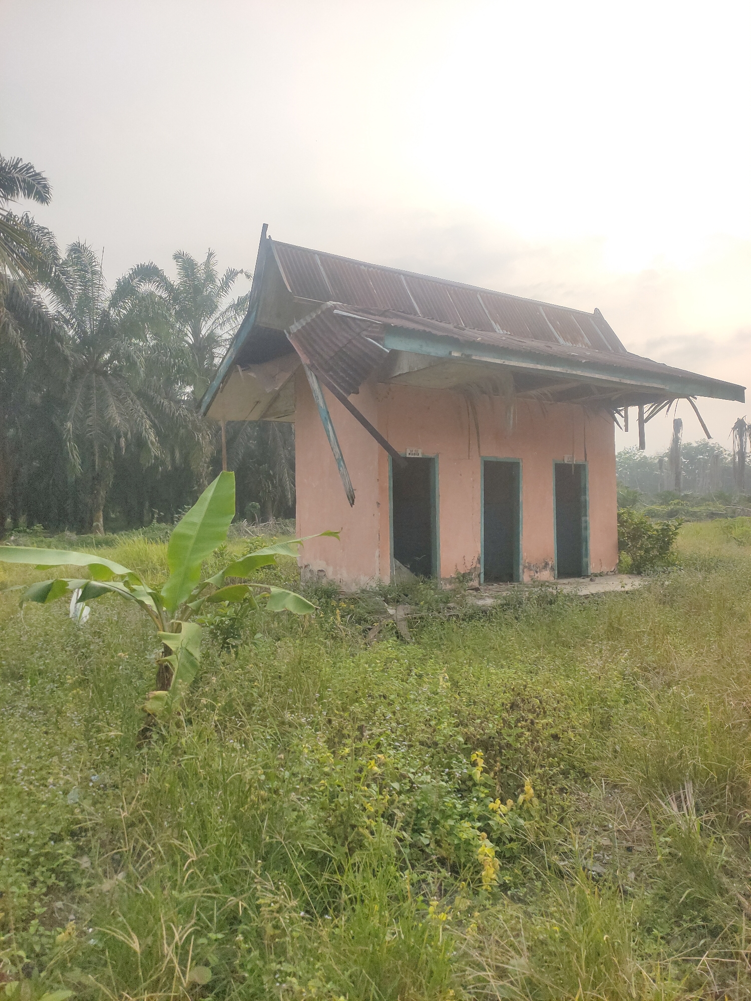 The image shows an abandoned, single-story building with a damaged, corrugated metal roof in Pematang Kulim, Indonesia. The building is painted pink and has a light blue trim around the eaves. It features three dark doorways with teal-colored frames, and some lettering is visible above the doorways, though it is difficult to read. The structure appears to be constructed of concrete blocks.
In front of the building, a small banana tree with large green leaves stands in overgrown grass. The surrounding environment is a field of tall, green grass with some yellow wildflowers. Behind the building, a dense plantation of palm trees is visible, with some of these trees appearing dead or damaged. The sky is overcast and hazy, suggesting either a foggy morning or a dusty atmosphere. The overall scene depicts a neglected and derelict structure within a rural or semi-rural Indonesian landscape.