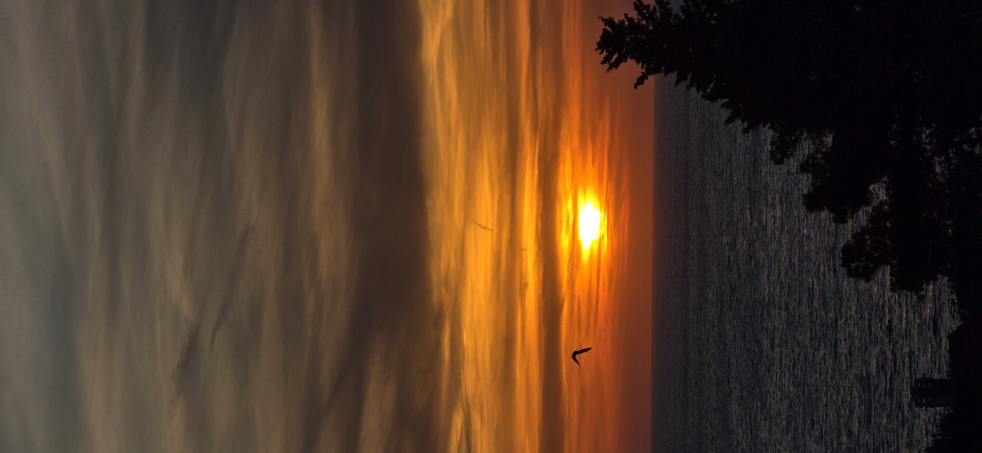 The image captures a sunset over the sea in Dobra Voda, Montenegro. The sun, a bright white orb, dominates the center, casting a warm, orange glow on the striated clouds. The sky transitions from gray on the left to a vibrant orange near the sun. Birds can be seen silhouetted against the sky. The sea appears dark and still. Silhouette of foliage frame the right side of the image.