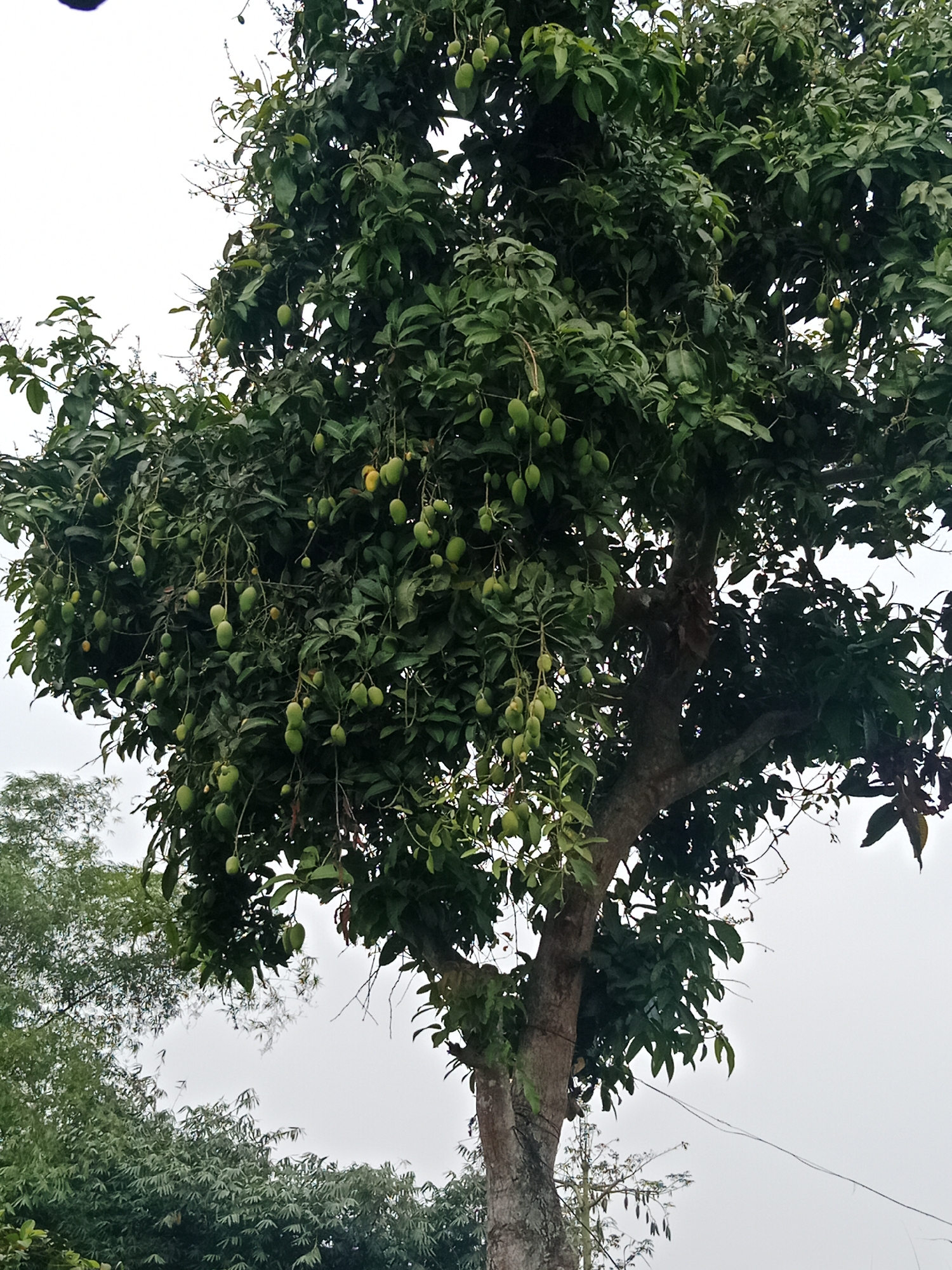 An outdoor shot shows a mango tree laden with green mangoes. The sky is overcast. The tree trunk is thick and rough. There are no people present in the frame. In the background, there are other trees and foliage. The shot appears to be taken at eye level. The location is Ringinrejo, Indonesia.