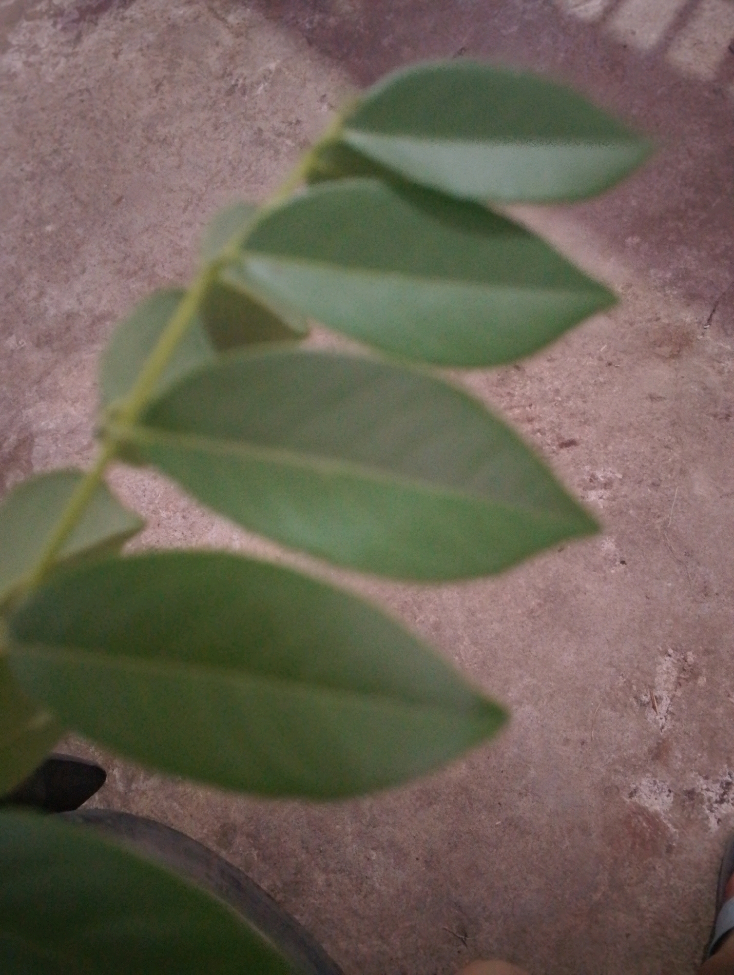 The image depicts a close-up, angled shot of a plant stem with several green leaves against a textured, brown surface. The leaves are elongated and appear smooth, with some showing subtle variations in shade. The background surface resembles concrete or a similar rough material, with some lighter patches and fine debris scattered across it. The lighting is soft, creating a diffused effect and some areas of shadow. The overall scene is static, with no apparent action or interaction. The image is somewhat out of focus, particularly towards the edges, which adds to a soft, natural aesthetic. There are no identifiable landmarks or indicators of the specific location within the city of Doko, Indonesia.