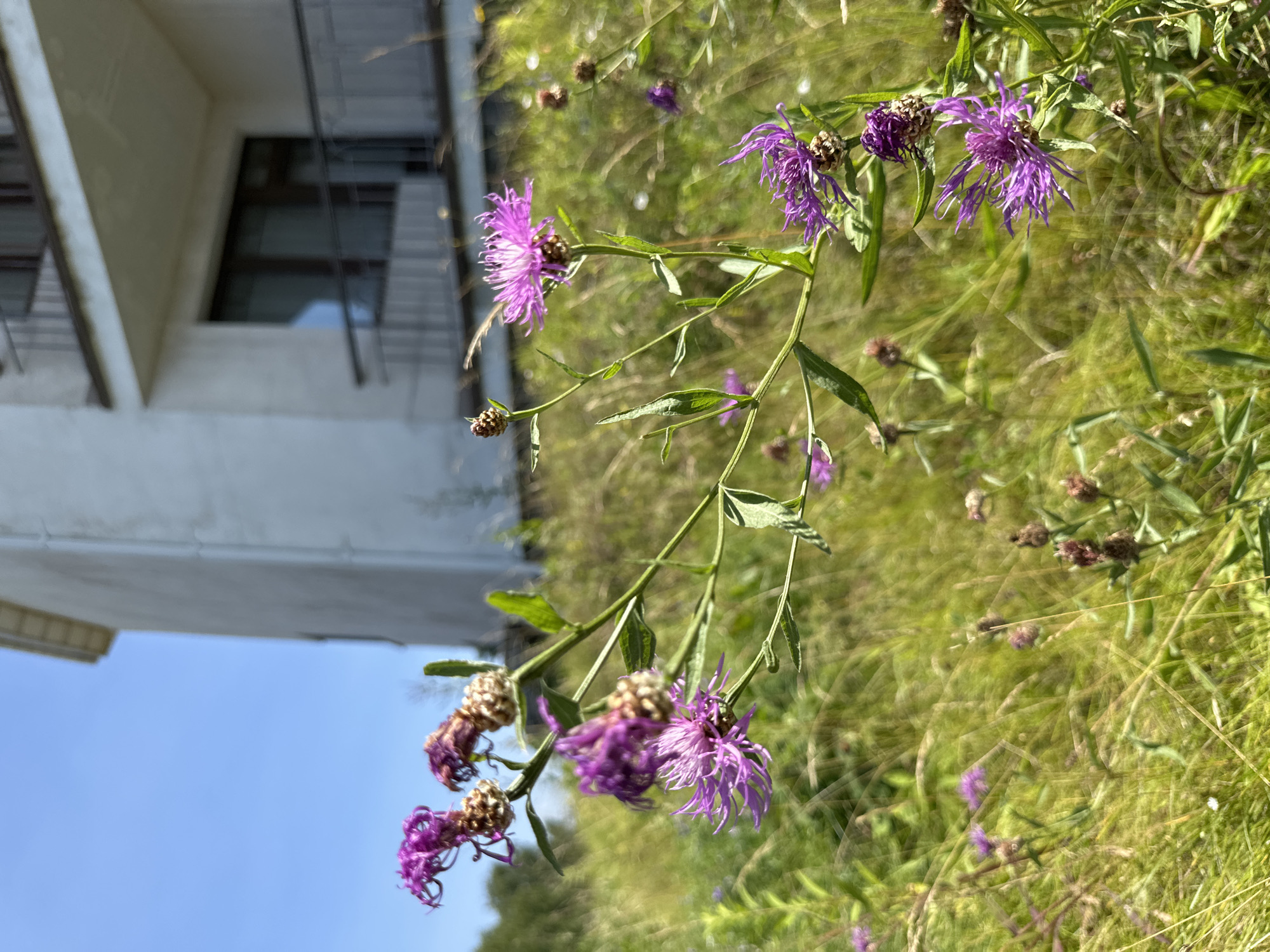 In an outdoor scene set in the city of Unknown, Unknown, a close-up shot focuses on a cluster of purple wildflowers. The flowers, with their delicate, spiky petals, are the primary subject, with some appearing fully bloomed and others in various stages of development. The foreground is dominated by these flowers and the surrounding green and dry grass, creating a wild, unkempt meadow-like environment.
In the background, a modern building with a white facade and balconies can be seen. The building appears to be several stories high. The sky above is a clear, bright blue, indicating a sunny day. The overall impression is one of nature encroaching on an urban or suburban setting, with the vibrant wildflowers contrasting against the starkness of the building. There are no people or animals visible in the image. The focus is on the natural elements and the architectural structure.