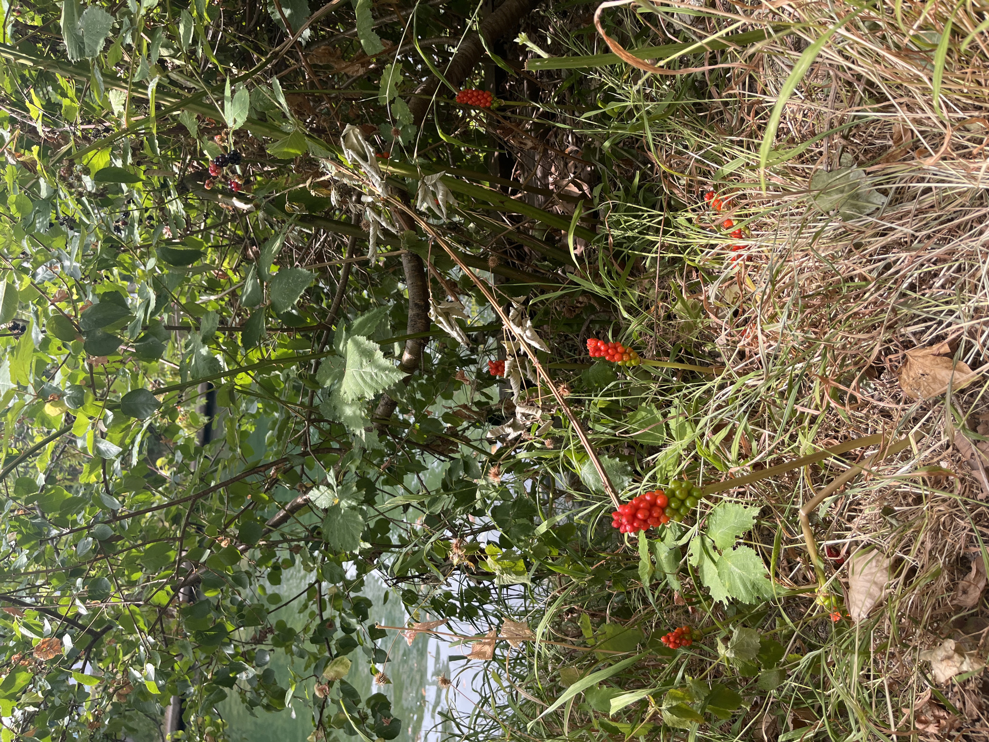 In Joinville-le-Pont, France, at the edge of a body of water, dense vegetation grows along the bank. Among the green foliage and tall grasses, clusters of bright red berries are visible on several plants, alongside some green berries and dried leaves. The water, a murky green, reflects the surrounding trees, which are lush and full of leaves. The scene is natural and untamed, with no people or man-made structures immediately apparent.