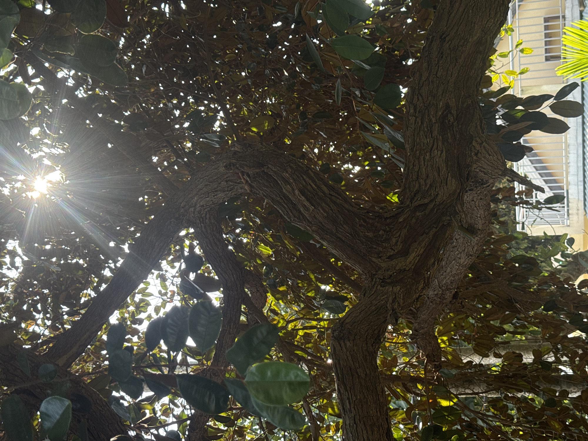 The image shows a view looking up into a tree canopy. The sun shines through the leaves, creating bright starbursts. The tree has thick, textured bark and branches that twist and turn. Some green leaves are visible. In the background, parts of a building with vertical bars are visible. The location is not specified and cannot be determined from the image. There are no people visible in the image.