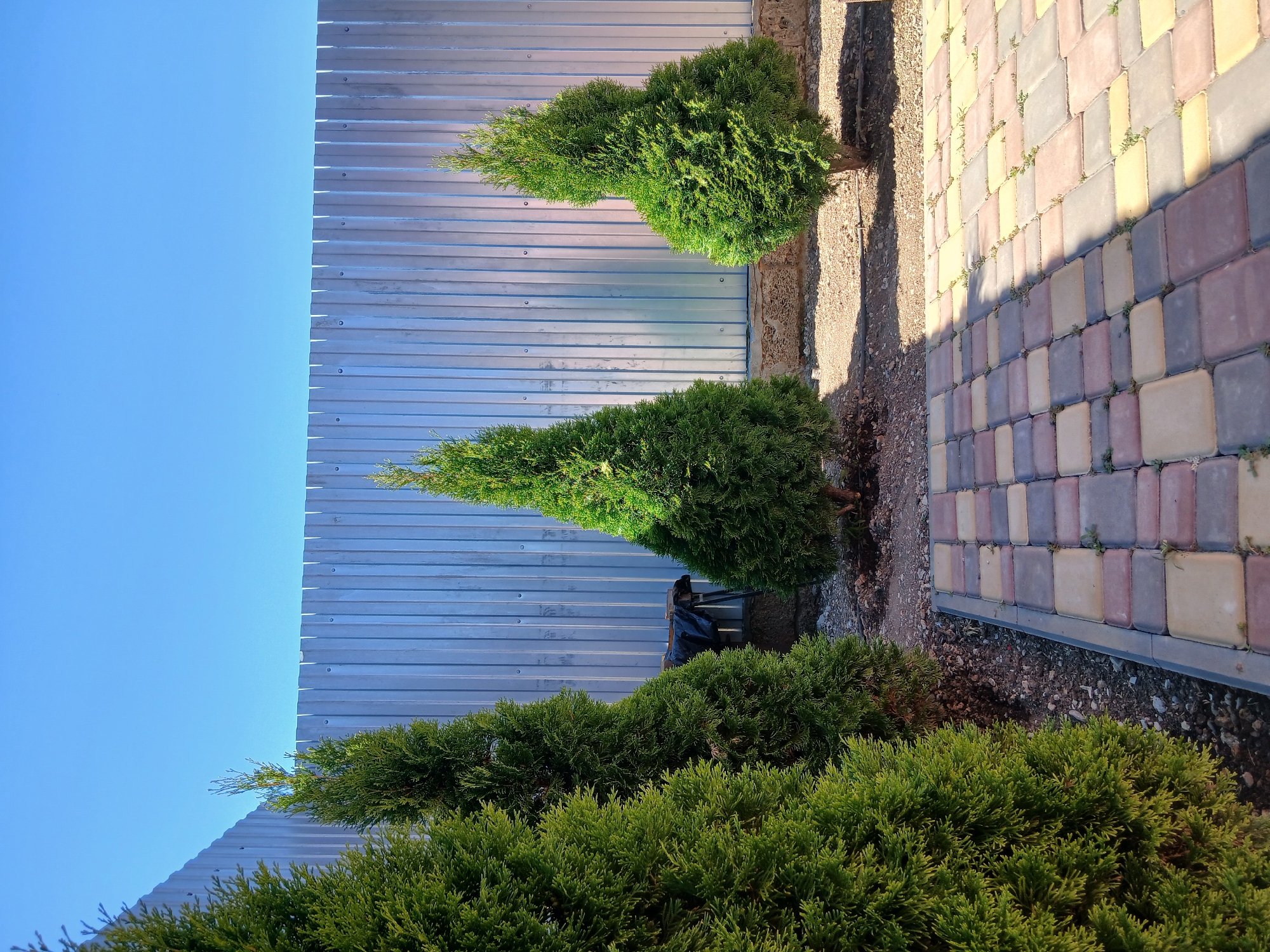 The image depicts a backyard scene in Mykhailivka, Ukraine, under a clear blue sky. In the foreground, a paved walkway made of multi-colored rectangular pavers leads into the yard. To the left of the walkway, several coniferous trees, likely cypress or thuja, are planted in a row. Their green foliage is lush and healthy.
Behind the trees, a corrugated metal fence forms the boundary of the yard. The fence is silver and appears to be in good condition, with visible fasteners. Between the trees and the fence, the ground is covered in small gravel and dirt. A dark object, possibly a grill or a cover for a garden tool, is partially visible behind the second tree from the left. Sunlight casts distinct shadows across the pavers and the ground, indicating a bright, sunny day. The overall impression is one of a well-maintained, outdoor residential space.