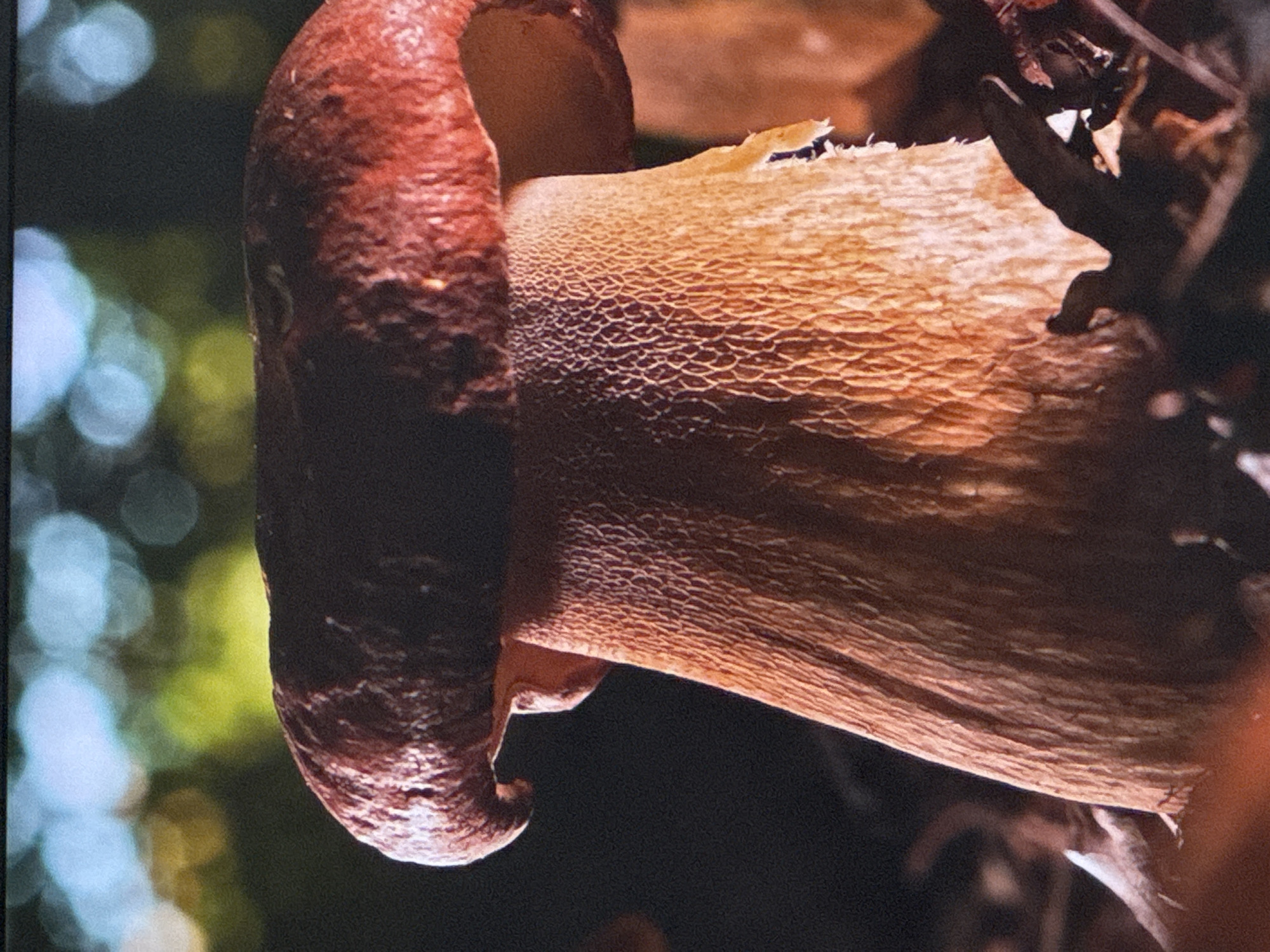 A close-up, eye-level shot features a single, large mushroom with a reddish-brown cap and a thick, textured stem. The mushroom is growing amongst fallen leaves and twigs on the forest floor. The background is softly blurred, showing patches of green foliage and bokeh lights, suggesting an outdoor, natural environment. The specific location in Sinyavino, Russia is not discernible from the image itself. There are no people or discernible actions or interactions depicted.