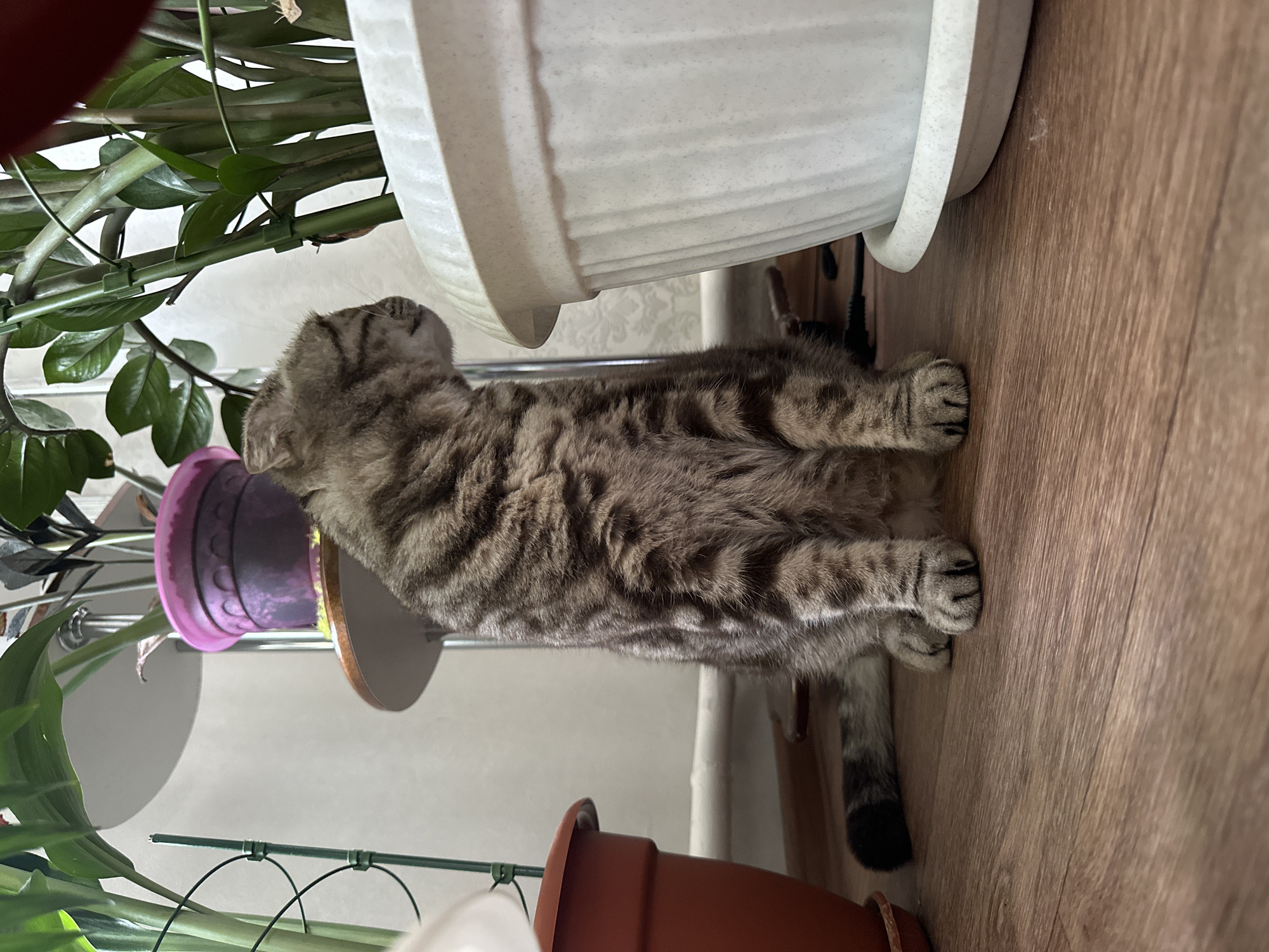 A brown tabby cat lies on a wooden floor next to a white ceramic flower pot. The cat faces left, with its head turned upward. There is a variety of green leafy plants in pots visible in the background.