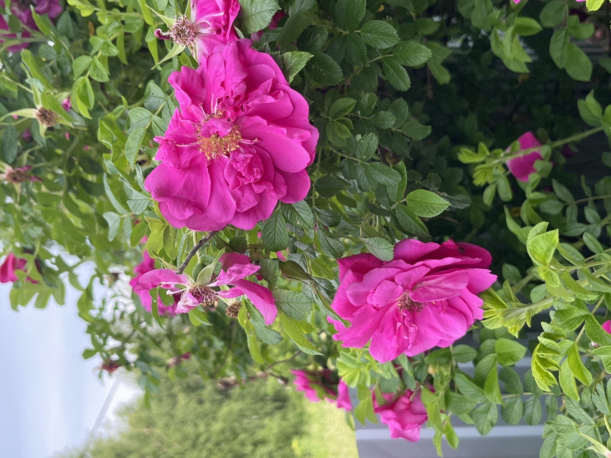 The image captures a close-up view of a bush with vibrant pink roses in bloom. The roses are multi-petaled and show a variety of stages, from fully open to some appearing to be past their prime with dried sepals and seed heads visible. Lush green foliage surrounds the flowers, with some leaves appearing slightly wilted or with dried edges. In the background, out of focus, is a hint of a fence or gate, possibly made of metal, and further back, blurred greenery suggesting trees and a hint of a sky with scattered clouds. The overall impression is of a natural setting, possibly a garden or wild area, in the city of Nizhny Tagil, Russia. There are no people or animals present in the scene.