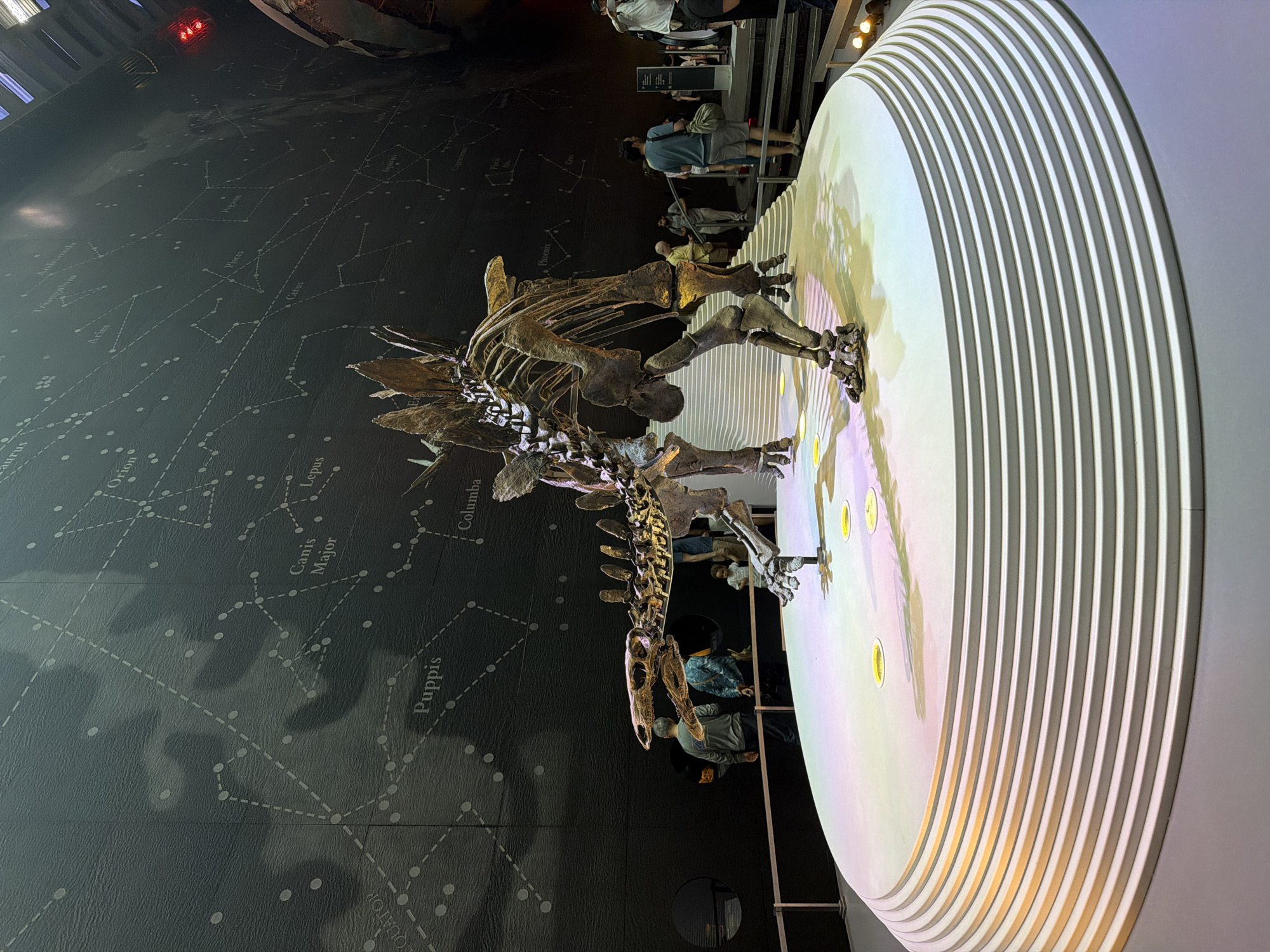 The image captures a scene inside the Hintze Hall of the Natural History Museum in London, United Kingdom. A large dinosaur skeleton, specifically a Stegosaurus, is prominently displayed. The backdrop features a dark wall adorned with constellation patterns and names like "Orion" and "Canis Major." The Stegosaurus stands on a rotating circular platform with white, horizontally lined edges. Several people can be seen observing the exhibit.