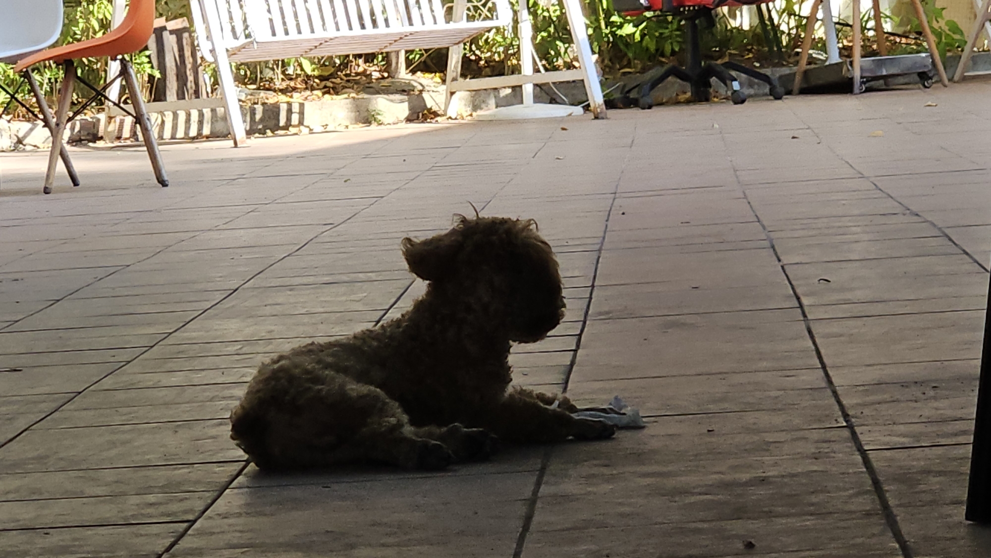 The image shows a brown poodle dog lying on a tiled patio. The dog is curled up with its head facing to the right. Behind the dog, there is a white bench, an orange chair, and what appears to be office furniture. The location is likely a residential or commercial outdoor space in Nha Trang, Vietnam, given the local elements and building style.