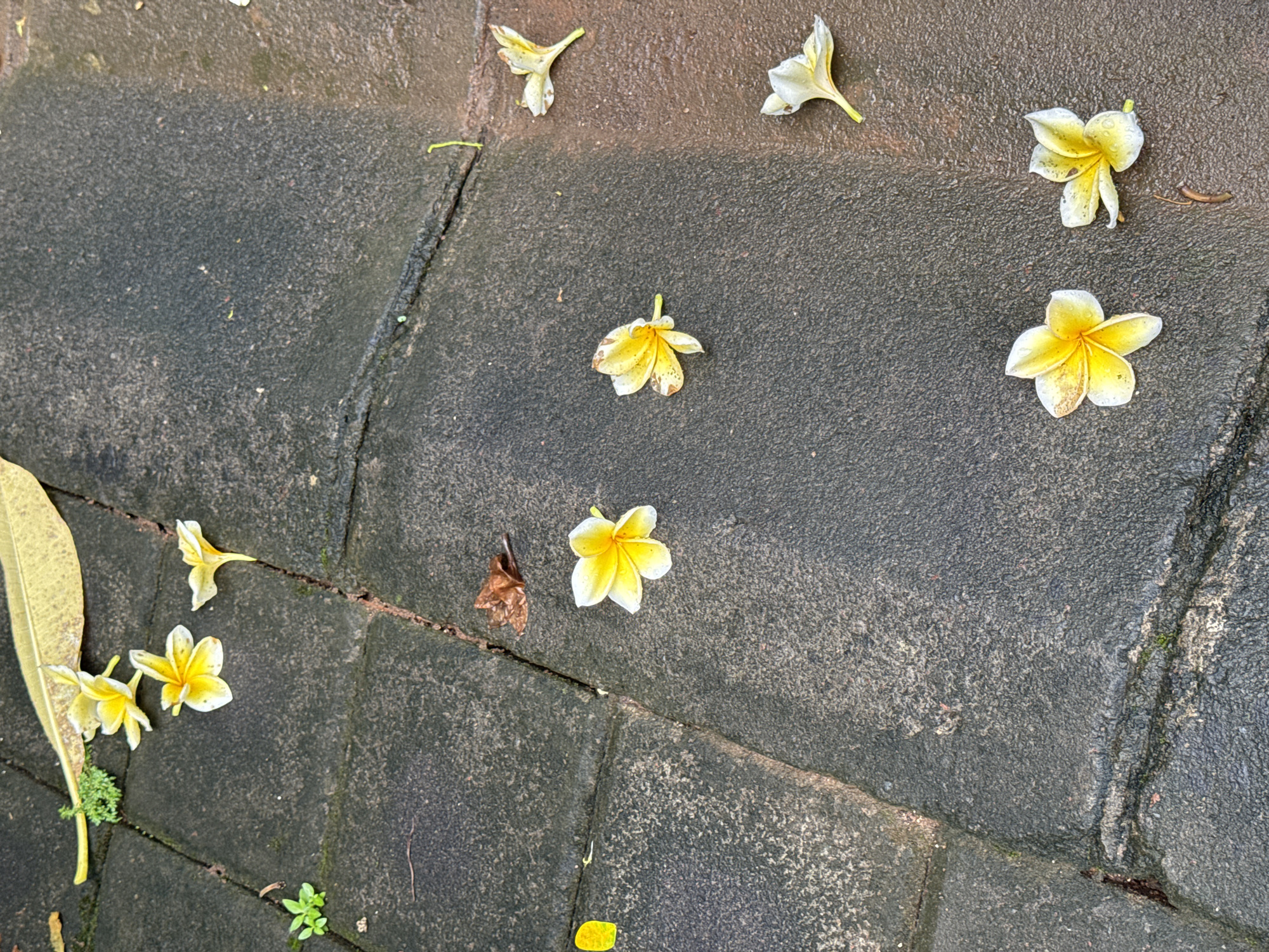 The image displays an overhead view of a dark gray paved surface adorned with several fallen Plumeria (frangipani) flowers. The flowers are primarily white with vibrant yellow centers, some showing minor browning or wilting, suggesting they have recently fallen from a tree.
The pavement appears to be composed of large, irregular stone or concrete slabs, with distinct seams and minor cracks visible between them. The surface exhibits a slightly damp or wet appearance, possibly from recent rain or high humidity, which lends a subtle sheen to parts of the ground. Small patches of green moss or tiny plant sprouts are visible growing within the cracks.
Towards the lower left of the frame, a large, elongated, faded yellowish-green leaf rests on the pavement. Other small pieces of natural debris, such as tiny twigs and dried plant matter, are scattered across the ground.
The scene depicts a tranquil outdoor setting, likely a path, patio, or garden area in a tropical or subtropical environment, consistent with the location context of Kuta Selatan, Indonesia. The lighting suggests it is daytime. There are no human subjects or discernible text in the image.