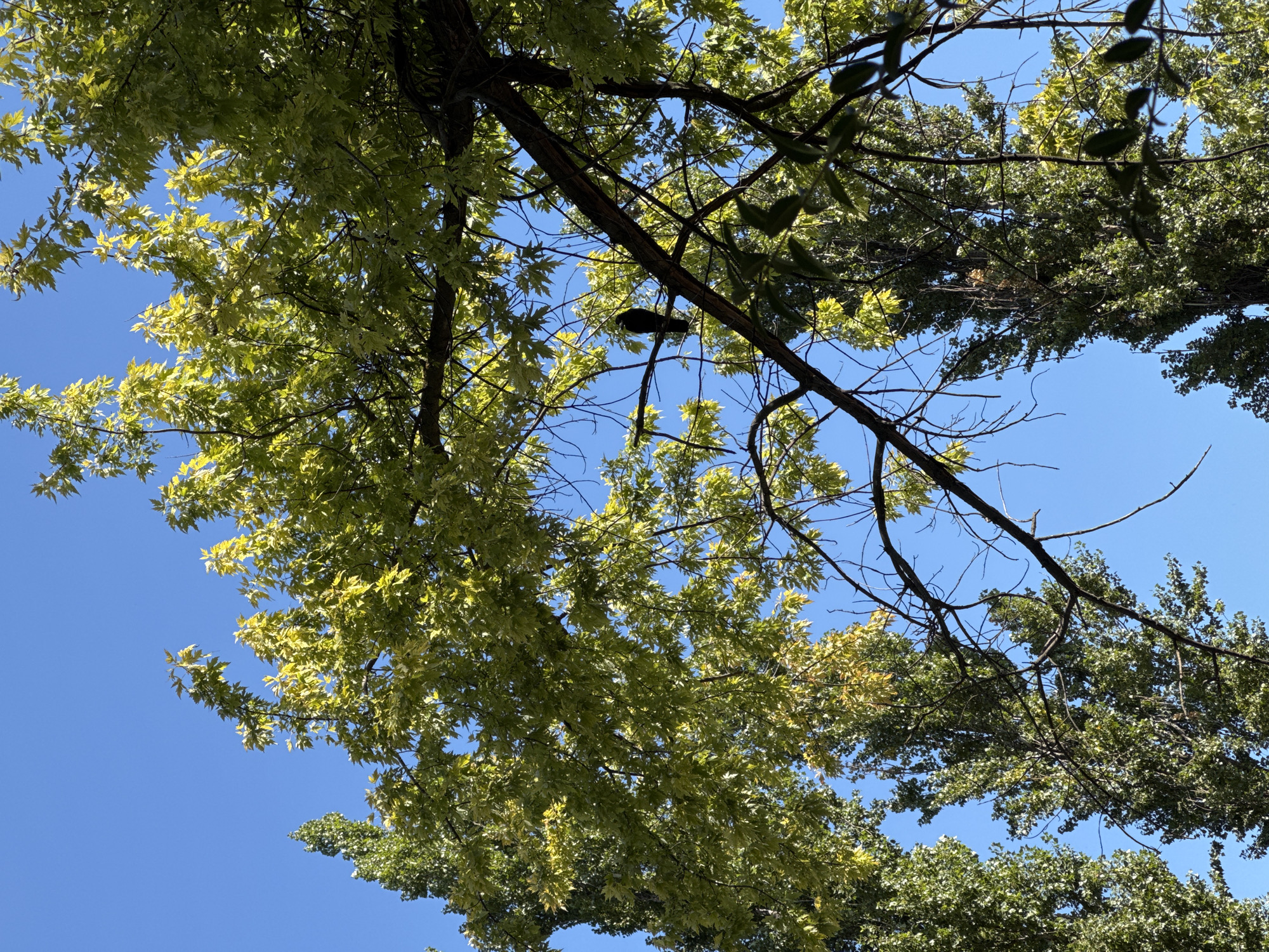 The image shows a view looking upwards into the canopy of a tree with bright green leaves against a clear blue sky. A black bird is perched on a branch in the center of the frame, partially obscured by leaves. In the background, two tall, slender trees with denser foliage are visible. The overall scene suggests an outdoor environment, possibly a park or residential area, in Kryvyi Rih, Ukraine.