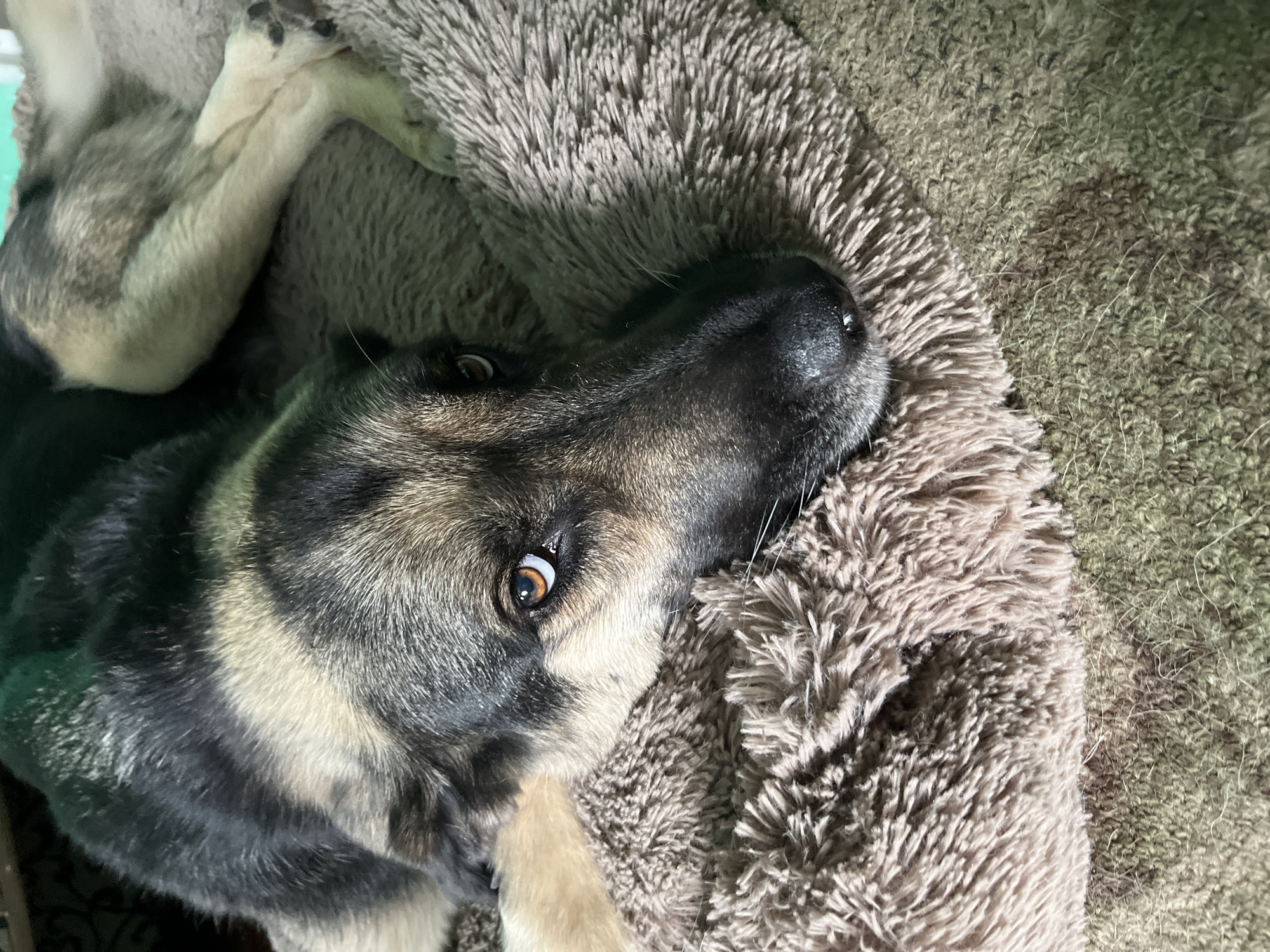 A close-up, angled shot depicts a German Shepherd dog resting on a textured, fuzzy, grey-brown bed. The dog's head is prominently featured, with its dark nose and visible amber eye. The dog's coat is a mix of black, grey, and beige. A portion of its paw is visible in the upper left corner. The bedding transitions from the fluffy grey-brown texture to a flatter, olive-green material in the lower right. There is no evidence to indicate that this image was taken in Nizhny Tagil, Russia.