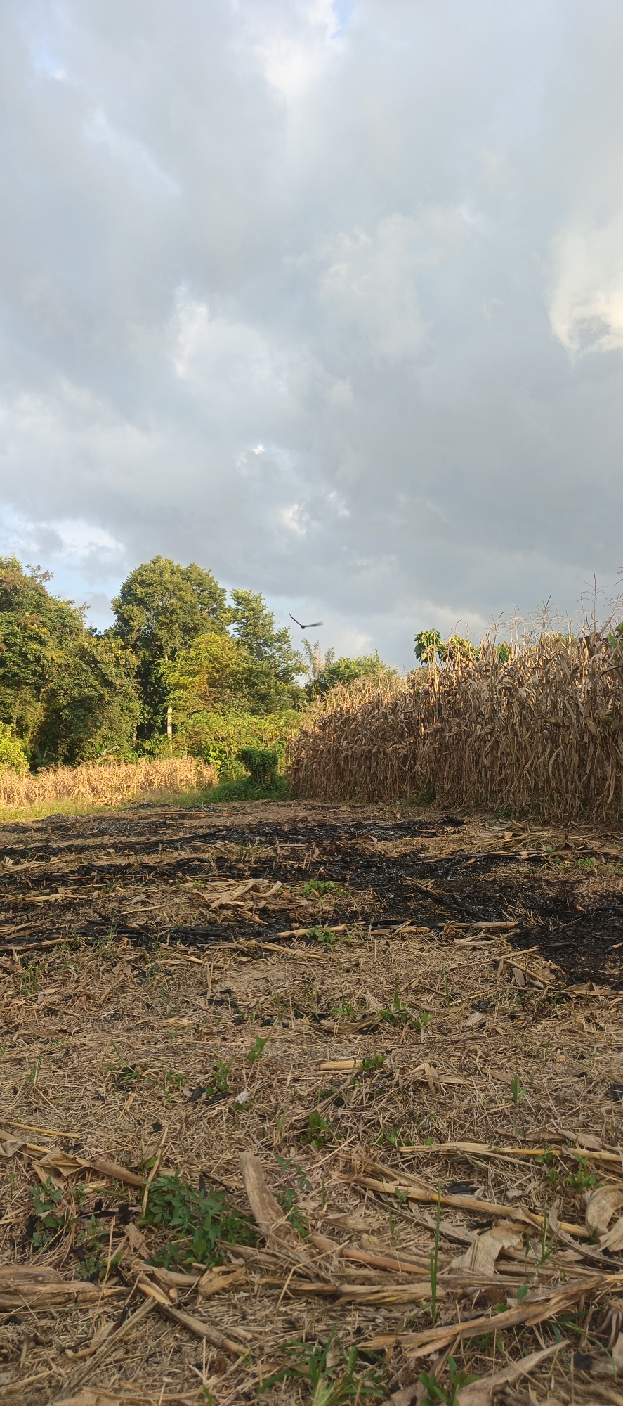The image depicts a rural scene, likely in Cinta Dame, Indonesia. In the foreground, a field shows evidence of recent burning, with dark ash and scattered dry stalks and leaves covering the ground. Some small green plants are beginning to emerge from the soil. To the right, a dense wall of dried corn stalks stands tall, suggesting a harvested or late-season crop. In the background, lush green trees form a dense line, with some lighter green foliage visible. Above, the sky is filled with dramatic, heavy clouds, hinting at impending or recent rainfall. A lone bird is captured in flight against the overcast sky, its wings outstretched. The overall impression is one of agricultural activity and the raw beauty of nature.