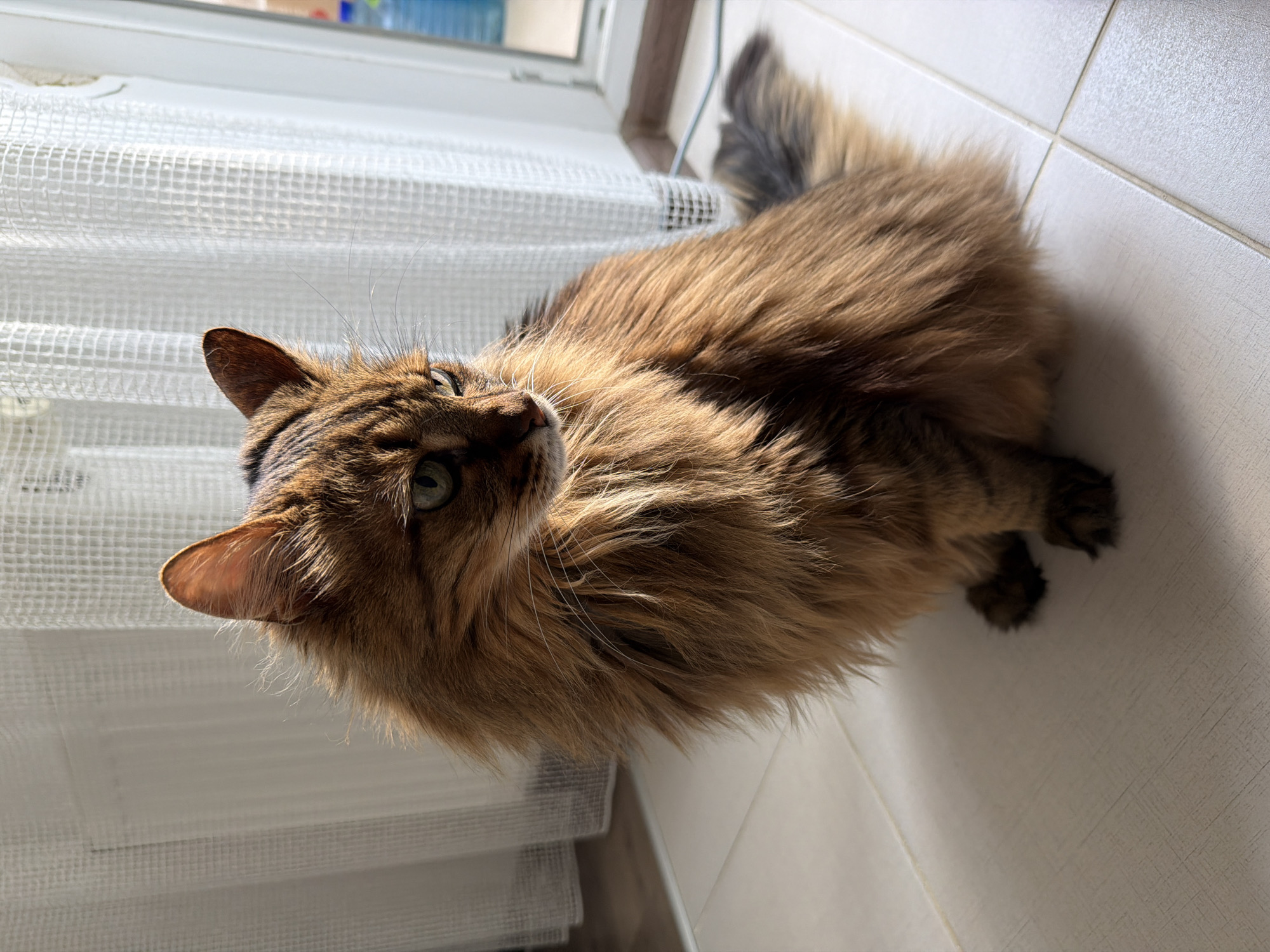 A long-haired, brown tabby cat is sitting on a tiled floor in what appears to be an indoor setting. The cat is facing to the left of the frame, with its head turned slightly to look downwards. Its fur is a mix of reddish-brown and darker tabby markings. The background features sheer white curtains that diffuse the light coming from a window or door on the right. The floor tiles are a light, neutral color. The lighting suggests it is daytime, with sunlight casting shadows. There is no indication of the cat's location within the city of Kyiv, Ukraine, or any other specific city.