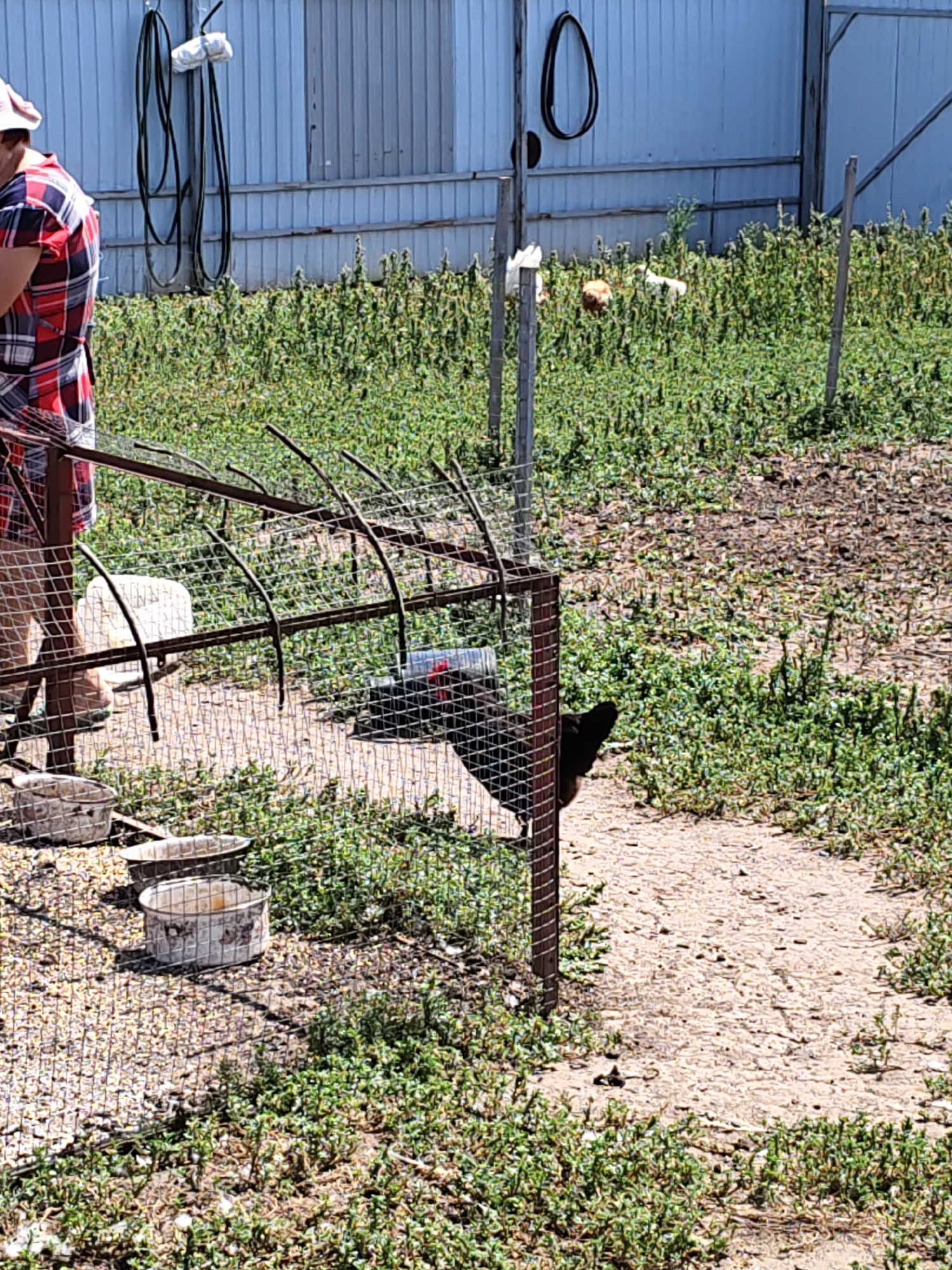 A woman wearing a red and blue plaid dress and a light-colored hat is standing next to a wire fence in what appears to be an outdoor farmyard or pen. She is partially visible, with her left side facing the camera. Behind her, two dark hoses are hanging from a white structure, possibly a barn or shed. The ground is covered in dirt and sparse green vegetation. Inside the fence, there are several empty metal bowls, likely for food or water. A black chicken with red accents on its neck is partially visible within the fenced area, pecking at something on the ground. The overall environment suggests a rural or agricultural setting in Nizhnedonskoy, Russia.