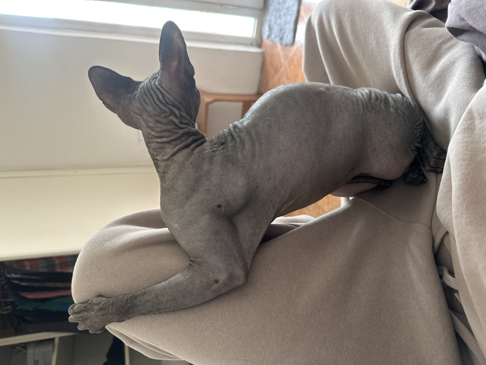 A hairless Sphynx cat with gray skin is resting on someone's lap, likely indoors, with a window and furniture visible in the background. The person is wearing light-colored sweatpants. The cat is facing away from the viewer and toward the window, with its ears perked up. There is no visible evidence to suggest a location in Budva, Montenegro.