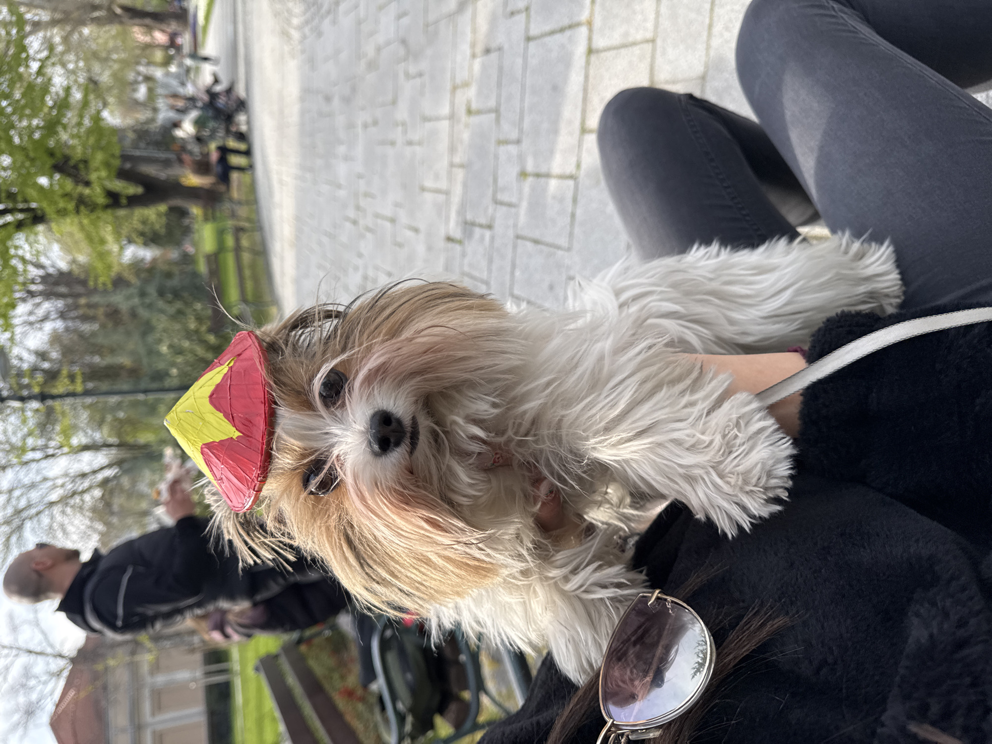 A medium-shot captures a white and tan Shih Tzu dog, wearing a red and yellow conical party hat, being held by a person. The person is seated, wearing gray jeans and a black fuzzy jacket. Sunglasses are hanging from the jacket collar. The background shows a park setting with paving stones, trees, and other people on benches, likely in the city of Plovdiv, Bulgaria.
