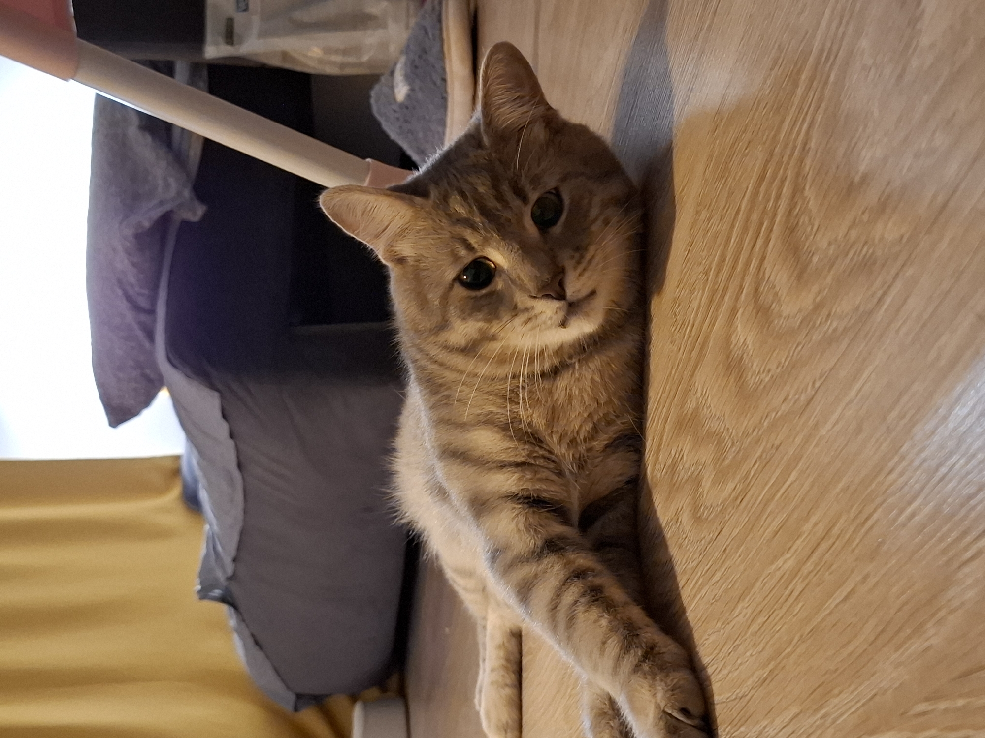 A tabby cat lies on a wooden floor in what appears to be a living room. The cat is facing the camera, with its body stretched out to the left. The cat has light brown fur with darker stripes and green eyes. In the background, there is a gray couch with pillows, yellow curtains, a mop handle, and a gray slipper. The lighting suggests it is daytime. This scene is located in Zemun Urban Municipality, Serbia.