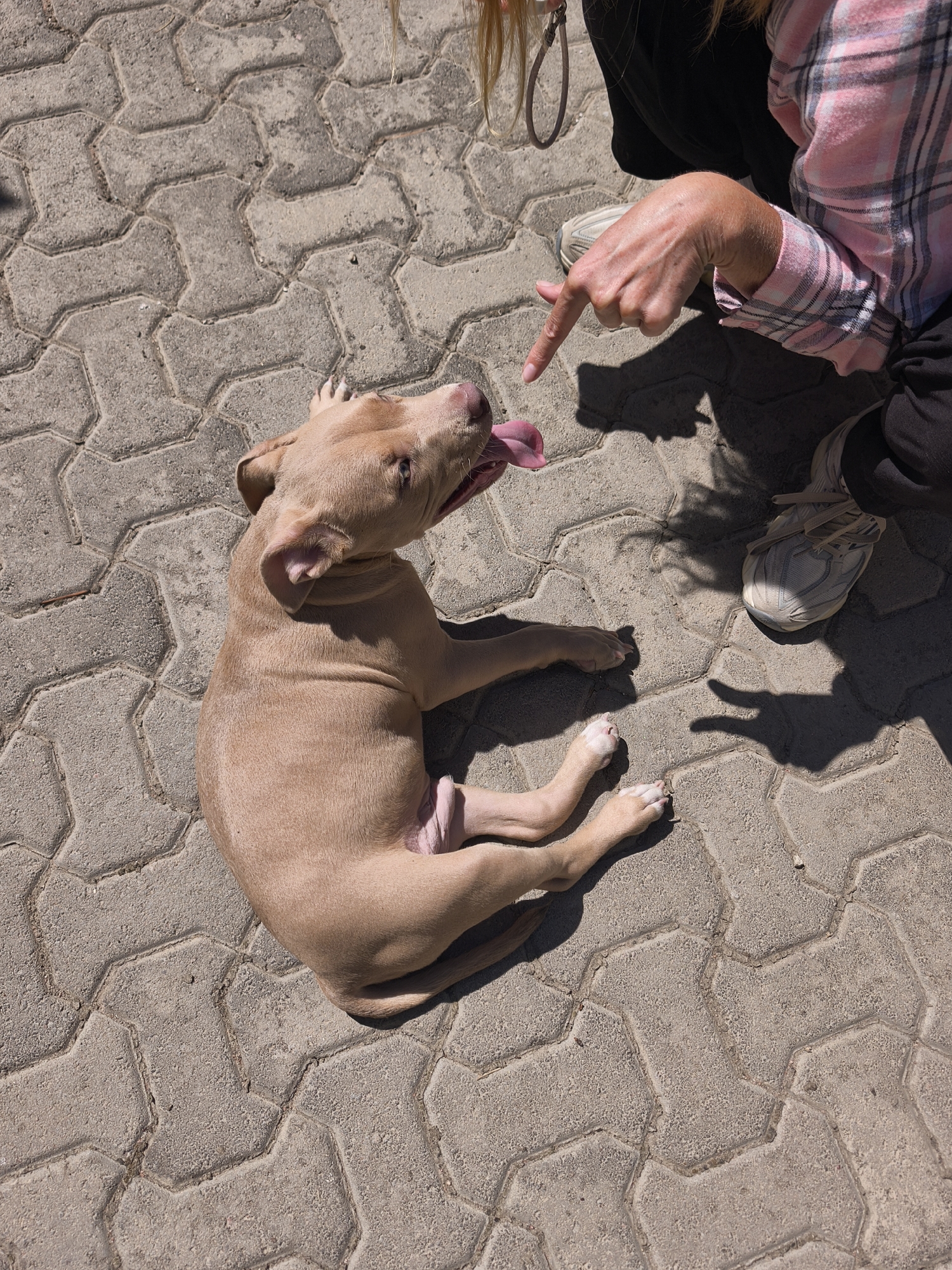 A light brown Pitbull puppy lies on a gray cobblestone surface, its head tilted up with its tongue extended. A person, likely the owner, kneels nearby and extends an index finger towards the puppy. The person is wearing a pink and white plaid shirt, dark pants, and a white sneaker. The scene takes place outdoors in sunny daylight.