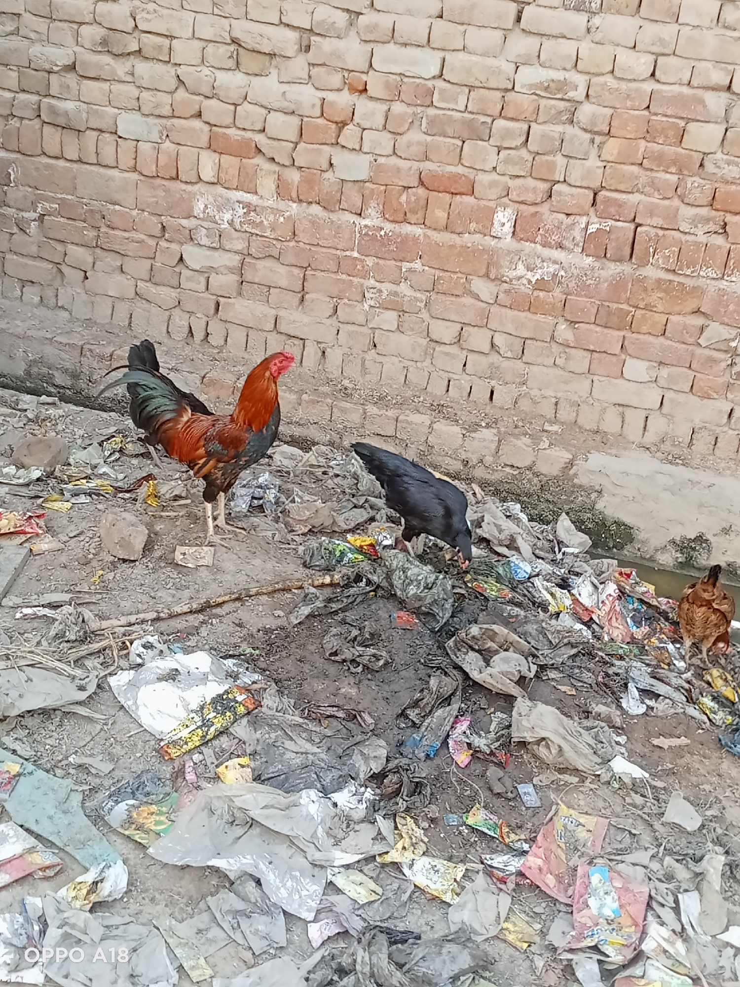 The image shows a brick wall and three chickens amidst litter and debris in an unknown urban environment. The wall is constructed of tan bricks, some with white stains. A colorful rooster stands on the left side of the image. To the right, a black chicken forages among the trash. A brown hen is located on the right, partly obscured by the litter. The ground is covered with dirt, mud, and various kinds of discarded plastic and paper materials.