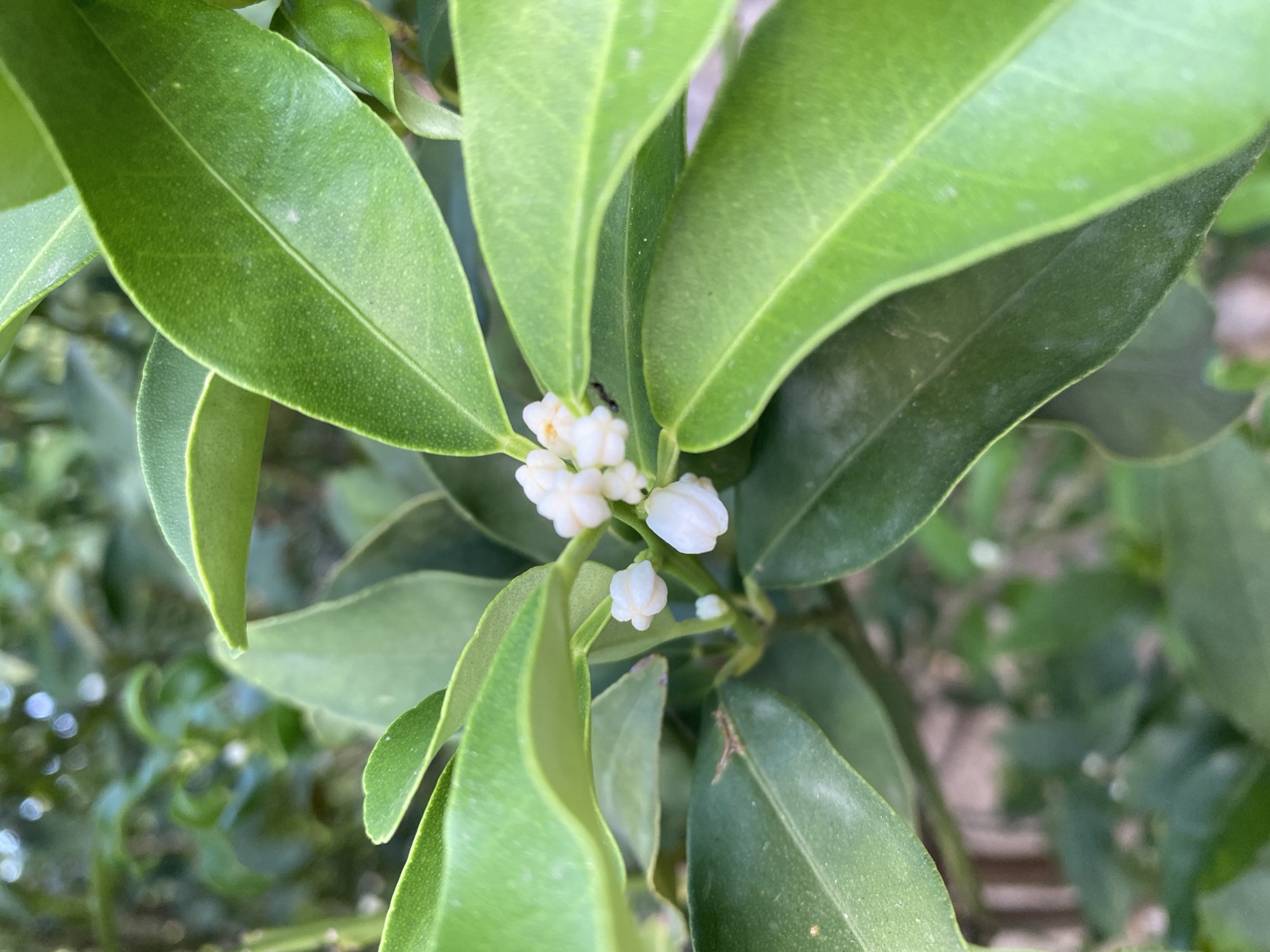 A close-up, eye-level shot focuses on a cluster of small, white blossoms on a tree, likely a citrus tree, with lush green leaves surrounding them. The blossoms are delicate and appear to be in various stages of development, with some tightly furled and others slightly open, revealing hints of yellow stamen. The leaves are glossy and vibrant, with a slight dustiness visible on their surface, suggesting an outdoor environment. The background is softly blurred, showing more green foliage and the bokeh effect of distant lights, implying it's either daytime with dappled sunlight or twilight. The image does not contain any people or indicate a specific location within Sutomore, Montenegro.
