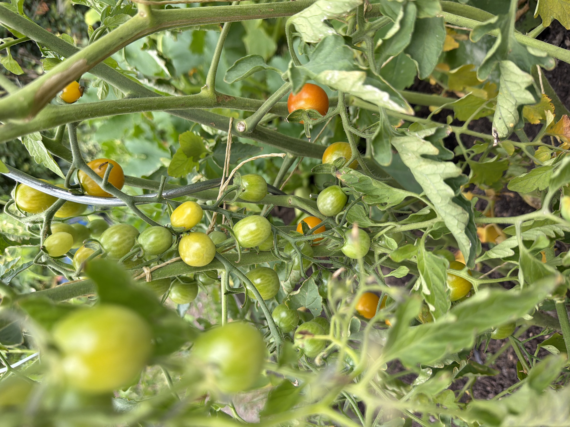 In Bayreuth, Germany, a close-up, high-angle shot reveals a cluster of ripening cherry tomatoes on a vine. The tomatoes vary in color from green to yellow and orange, with some still developing. They are attached to fuzzy green stems, interwoven with the plant's foliage. The background is softly blurred, showing more of the garden environment, including dark soil and other green leaves. The lighting is natural and appears to be daylight.