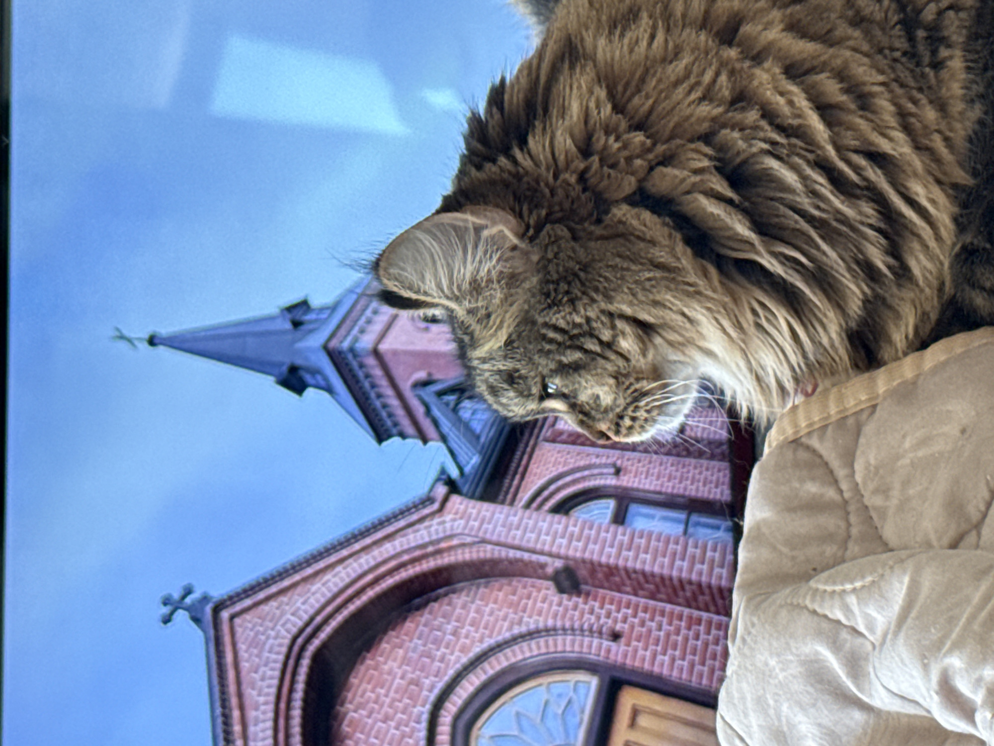 A domestic long-haired cat, predominantly brown tabby with prominent ear tufts and a bushy mane, is positioned in the foreground, facing left with its right profile visible. Its fur displays varied shades of brown and tan, with lighter fur around the muzzle. The cat rests on a light beige, quilted textile surface, likely a blanket or duvet, which occupies the lower left portion of the frame.
The background is a digital display, likely a television or monitor, showing the Alexander Nevsky Cathedral (also known as St. Michael's Cathedral) located in Izhevsk, Udmurt Republic, Russia, against a bright, clear blue sky. The cathedral is constructed of reddish-brown brick. On the left side of the screen, a section of the cathedral shows an arched entrance or window with a decorative, light-colored design, topped by a small cross on the roofline. To the right, the main spire of the cathedral is visible, featuring a darker blue/gray conical roof section culminating in a slender spire crowned with a cross. Subtle reflections or glare are visible on the surface of the digital screen, particularly in the upper right quadrant.