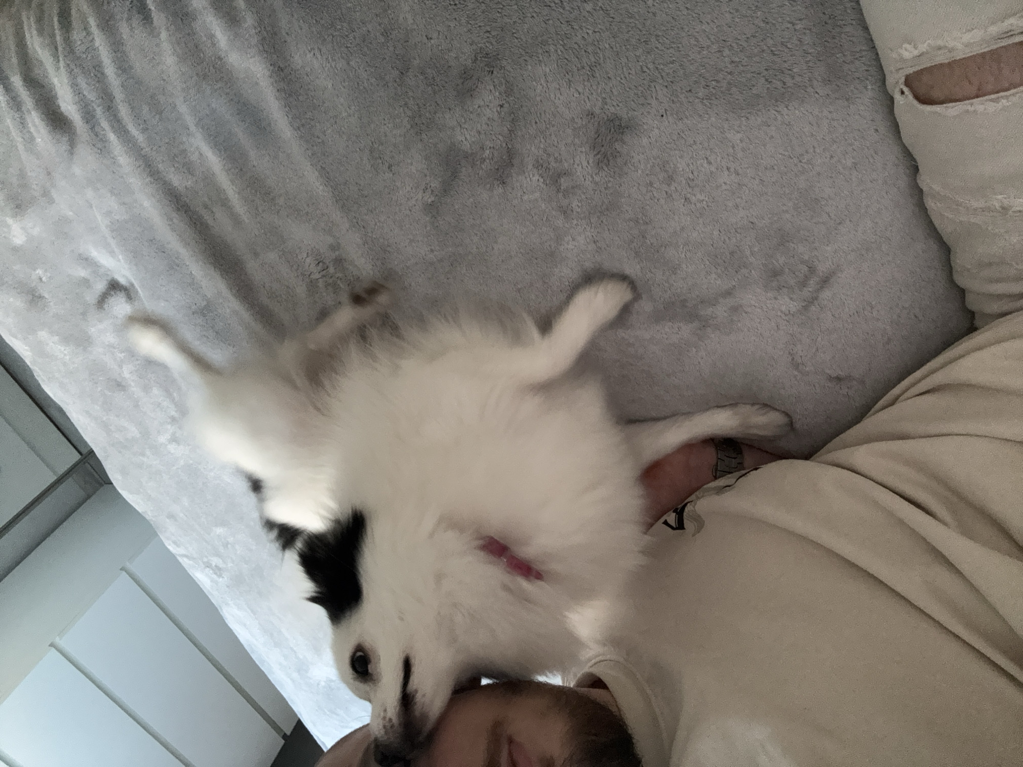 A human lies prone on a grey, textured blanket, possibly in a bed or on a sofa. A small, fluffy, predominantly white dog with black markings on its head, rests on the human's face. The dog's legs are splayed out. The human is wearing a light-colored shirt. A leg clad in distressed denim is visible, suggesting the human is wearing jeans. In the background, a set of white, modern cabinets are faintly visible. No information can be discerned to suggest the location is Stara Zagora, Bulgaria.