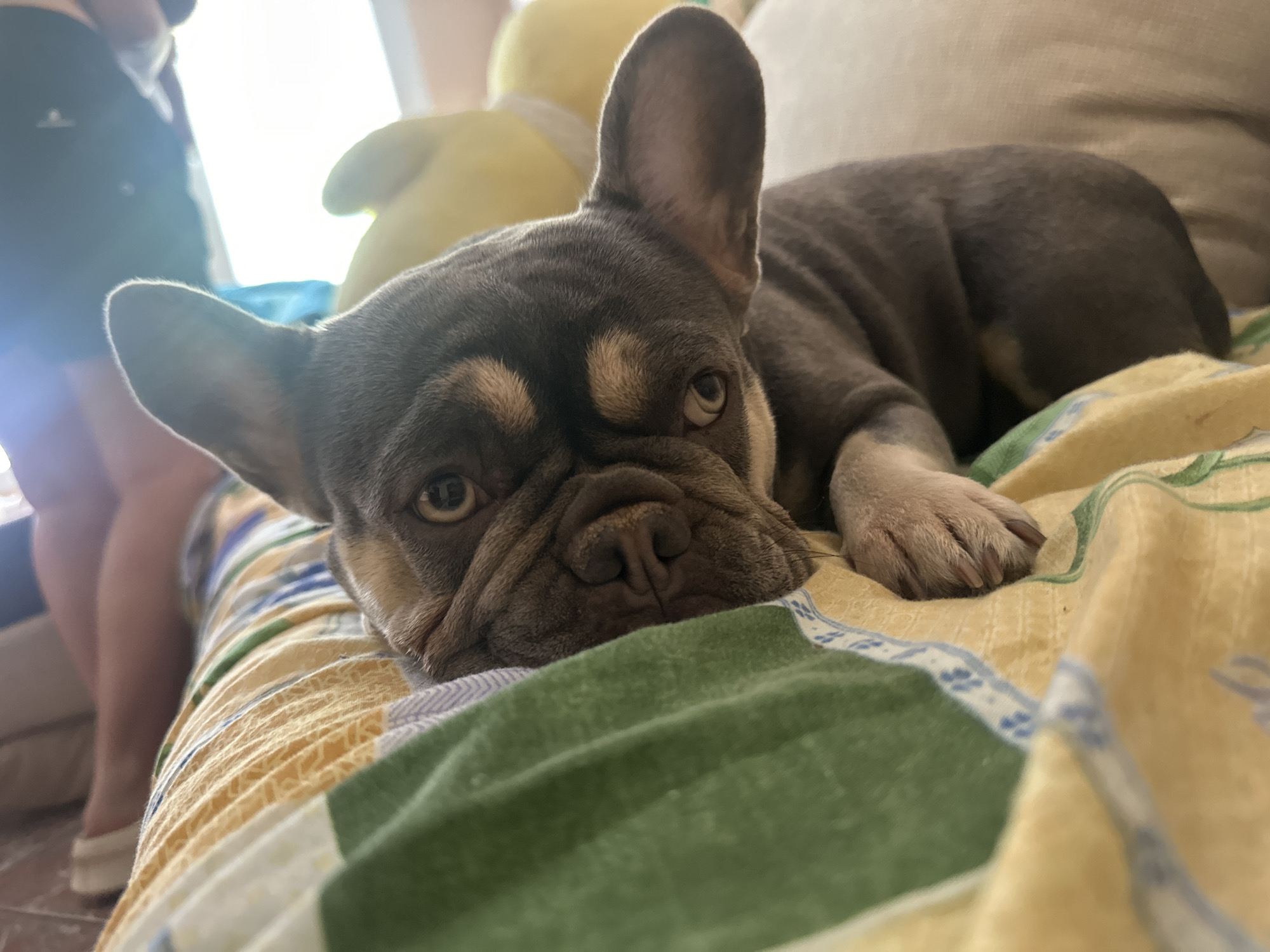 A French bulldog lies on a colorful, striped blanket. The dog's head is resting on the blanket, and its eyes are open, looking towards the camera. The dog has gray and tan fur with distinctive markings around its eyes and muzzle. In the background, a person's legs are visible, and a yellow stuffed toy is partially obscured. The scene appears to be indoors, possibly in a bedroom or living room.